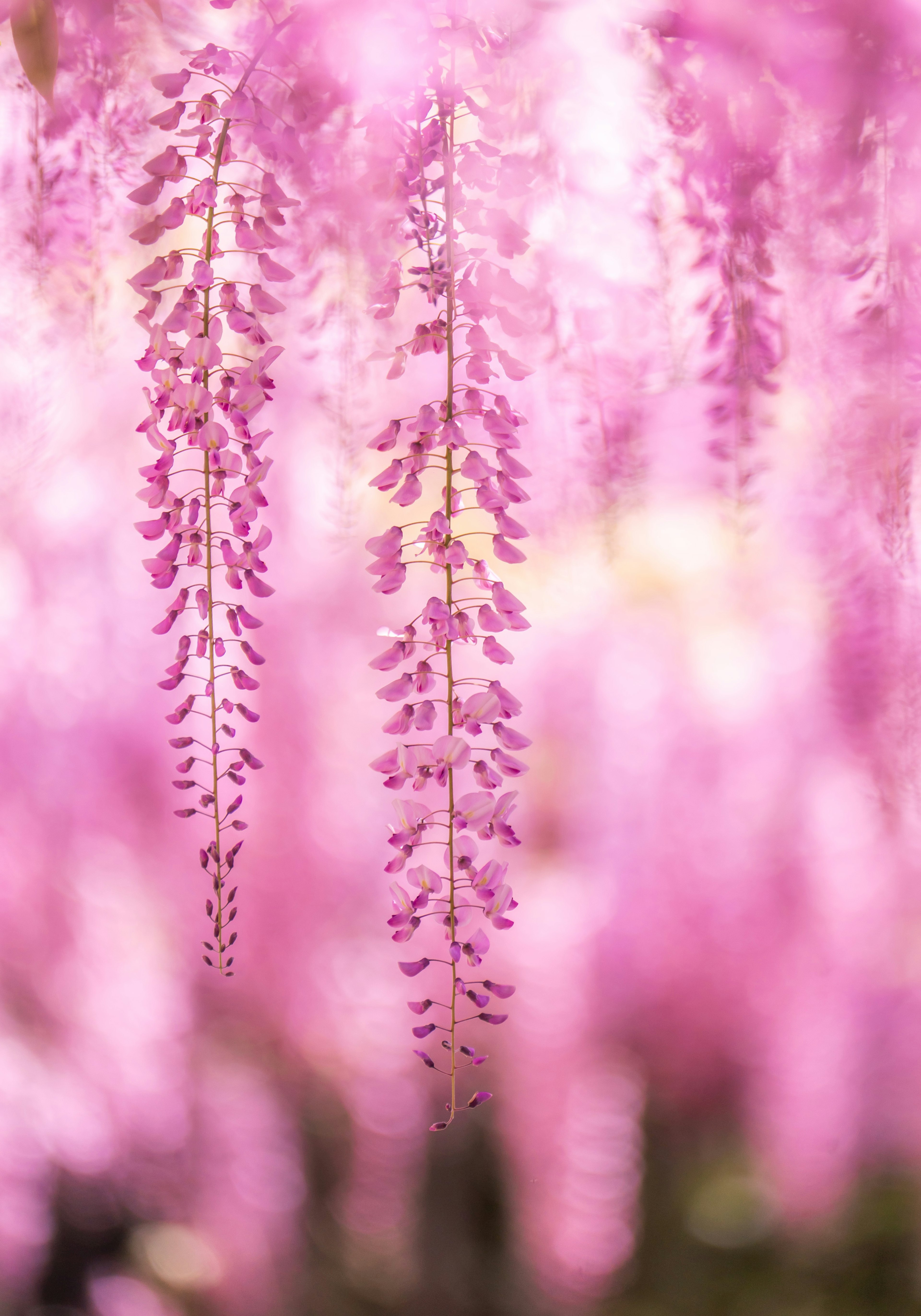 Bunga wisteria merah muda yang halus menggantung