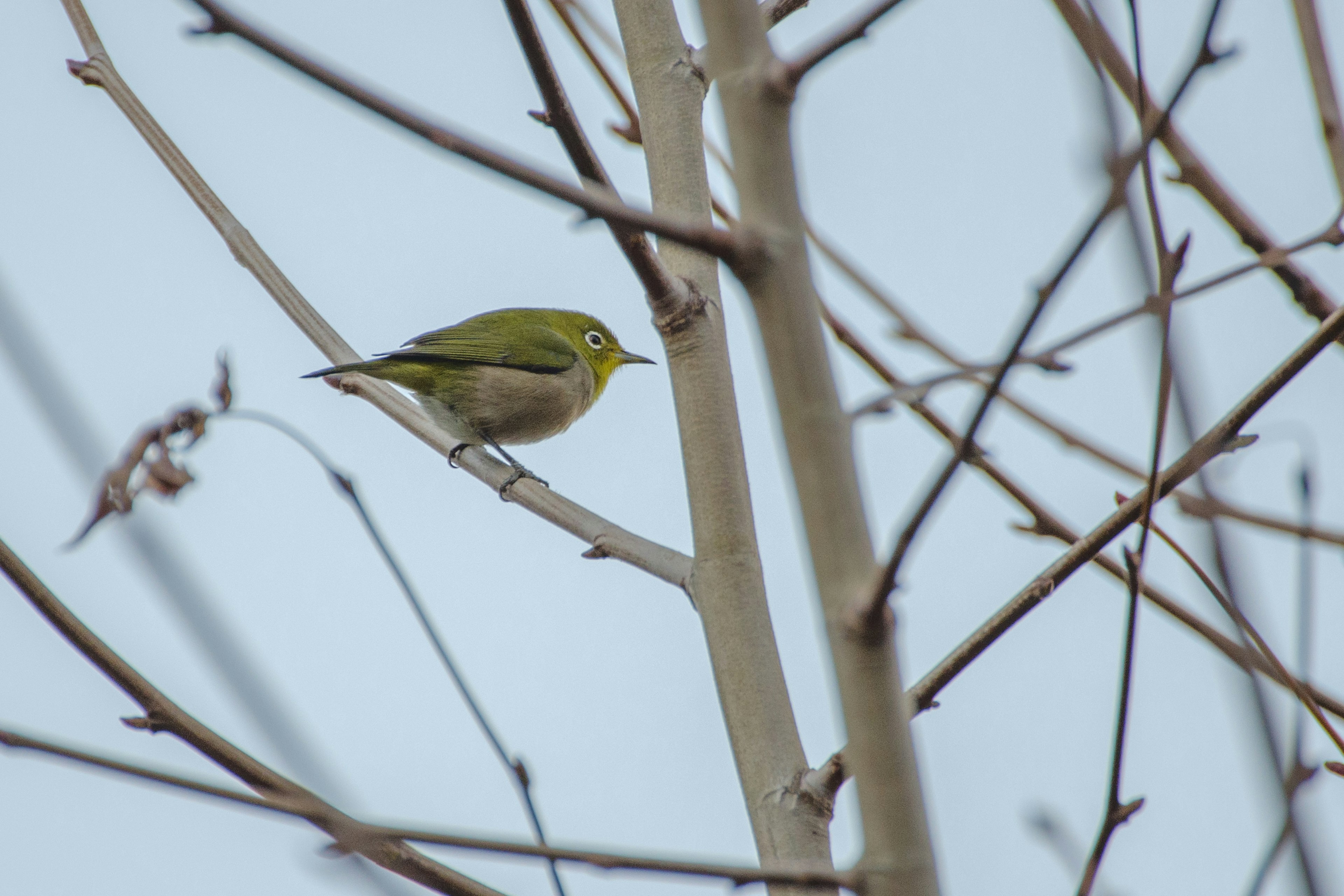 Un piccolo uccello verde appollaiato su un ramo