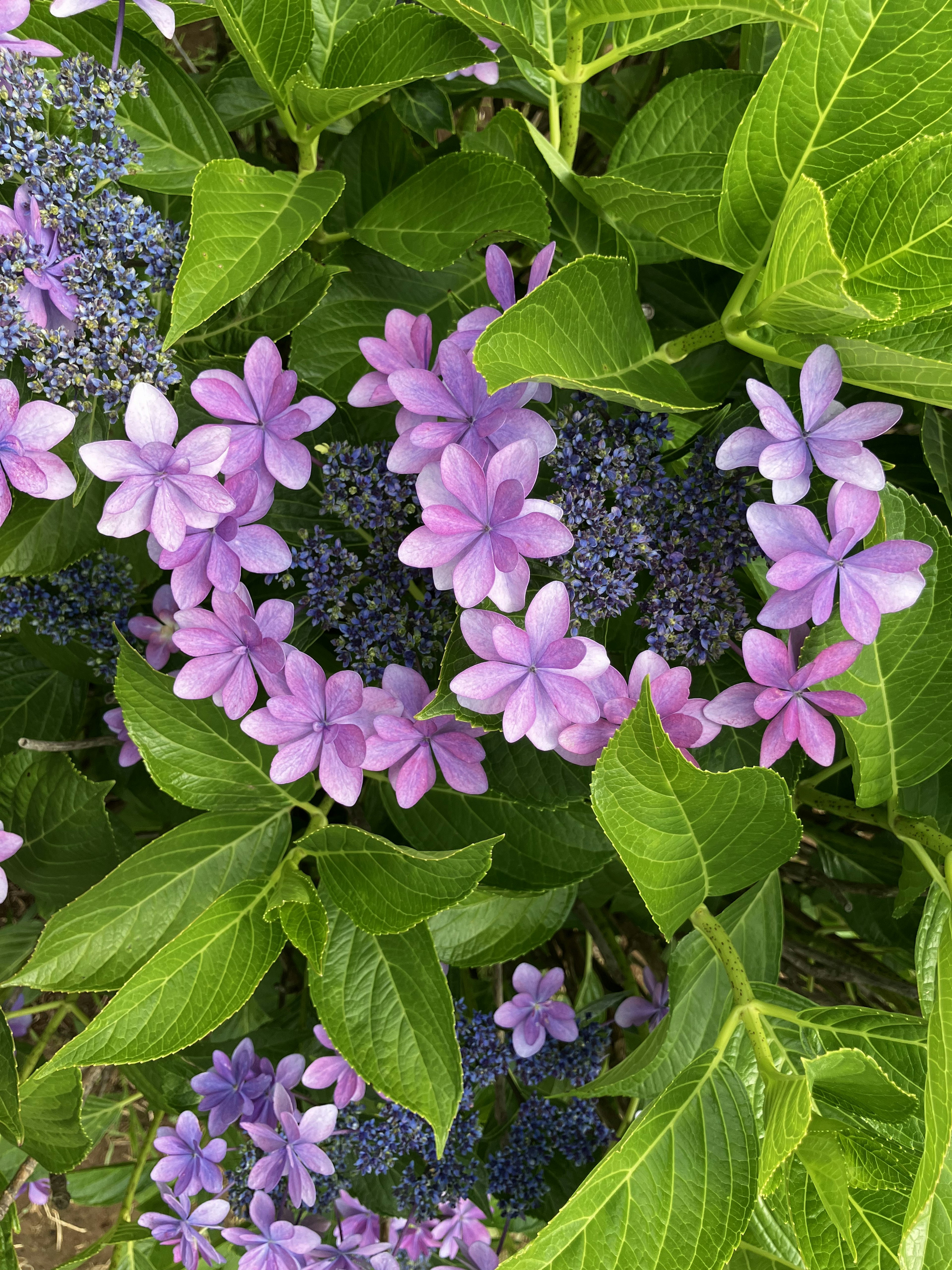 紫色の花と緑の葉が特徴の美しい植物のクローズアップ