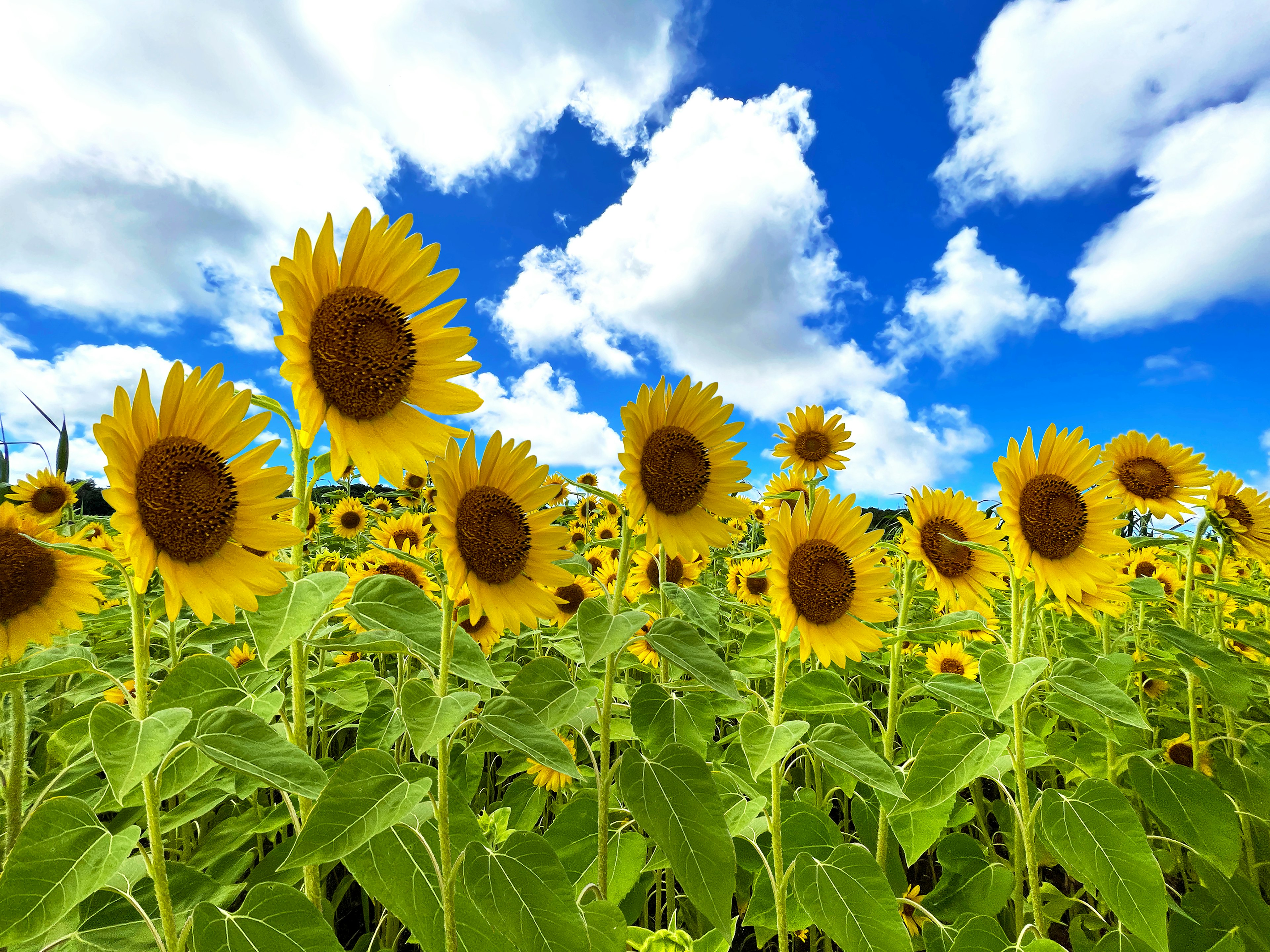 Campo de girasoles bajo un cielo azul brillante