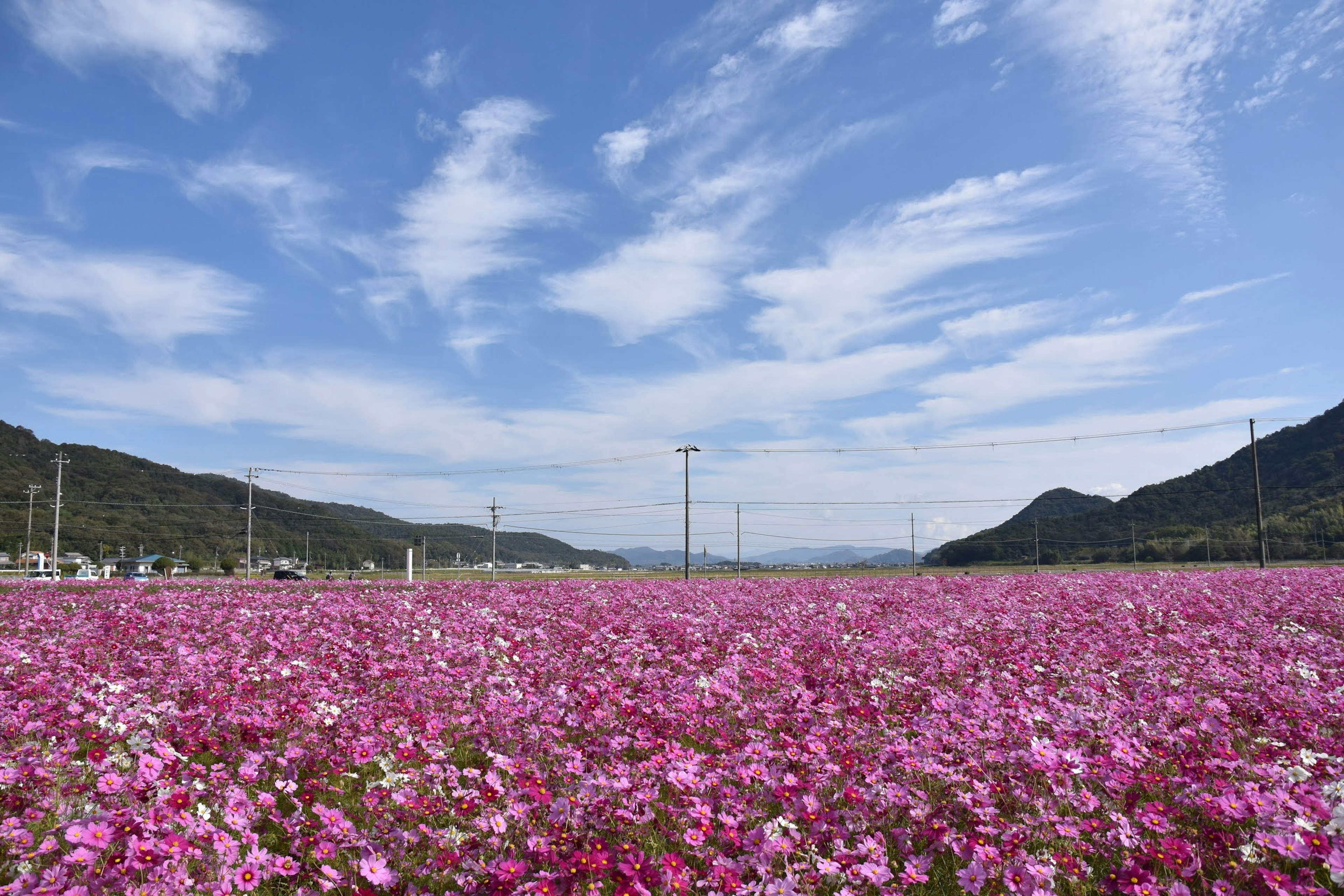 Ampio campo di fiori rosa sotto un cielo blu con nuvole bianche e montagne lontane