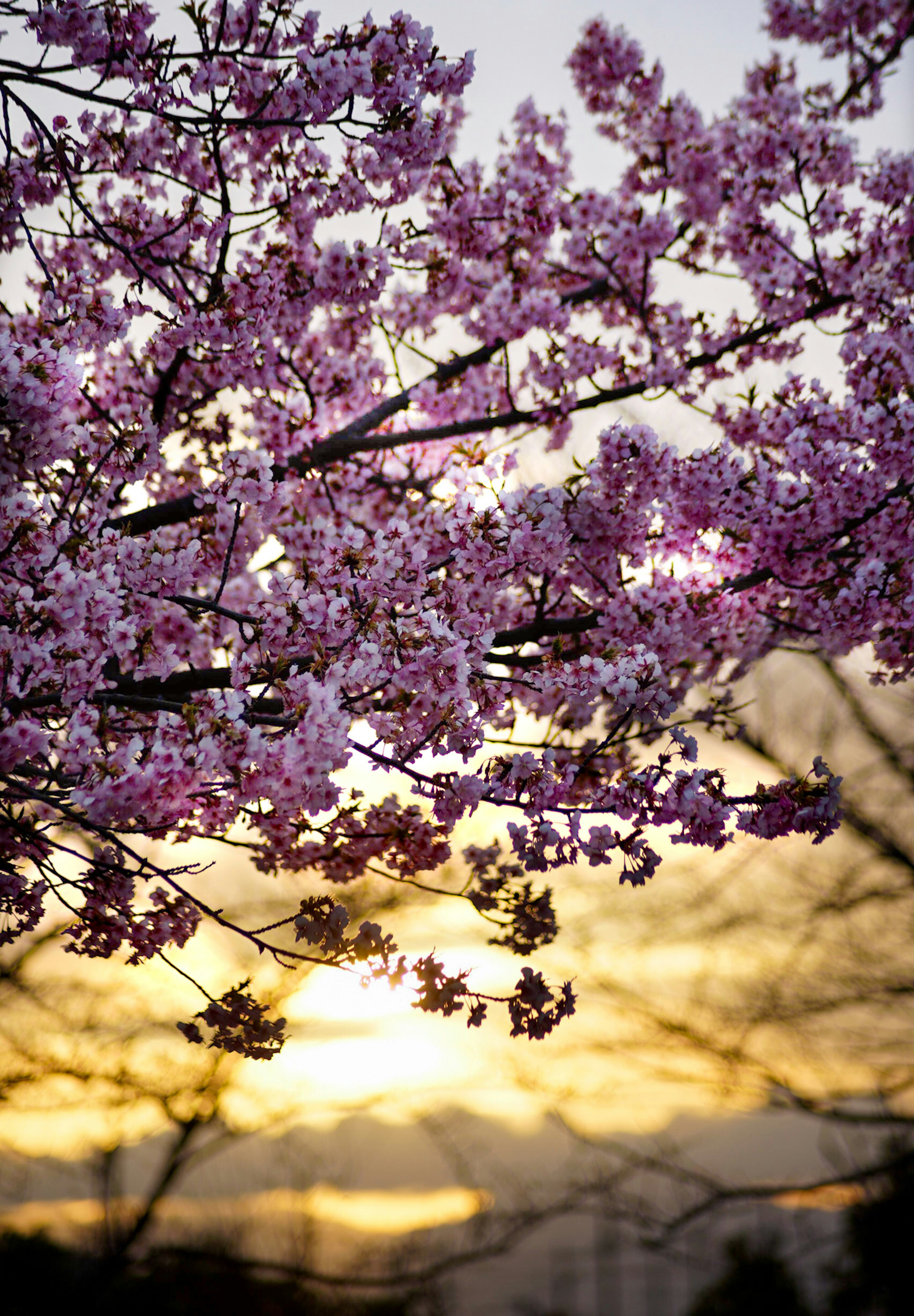 夕日を背景にした桜の花のクローズアップ