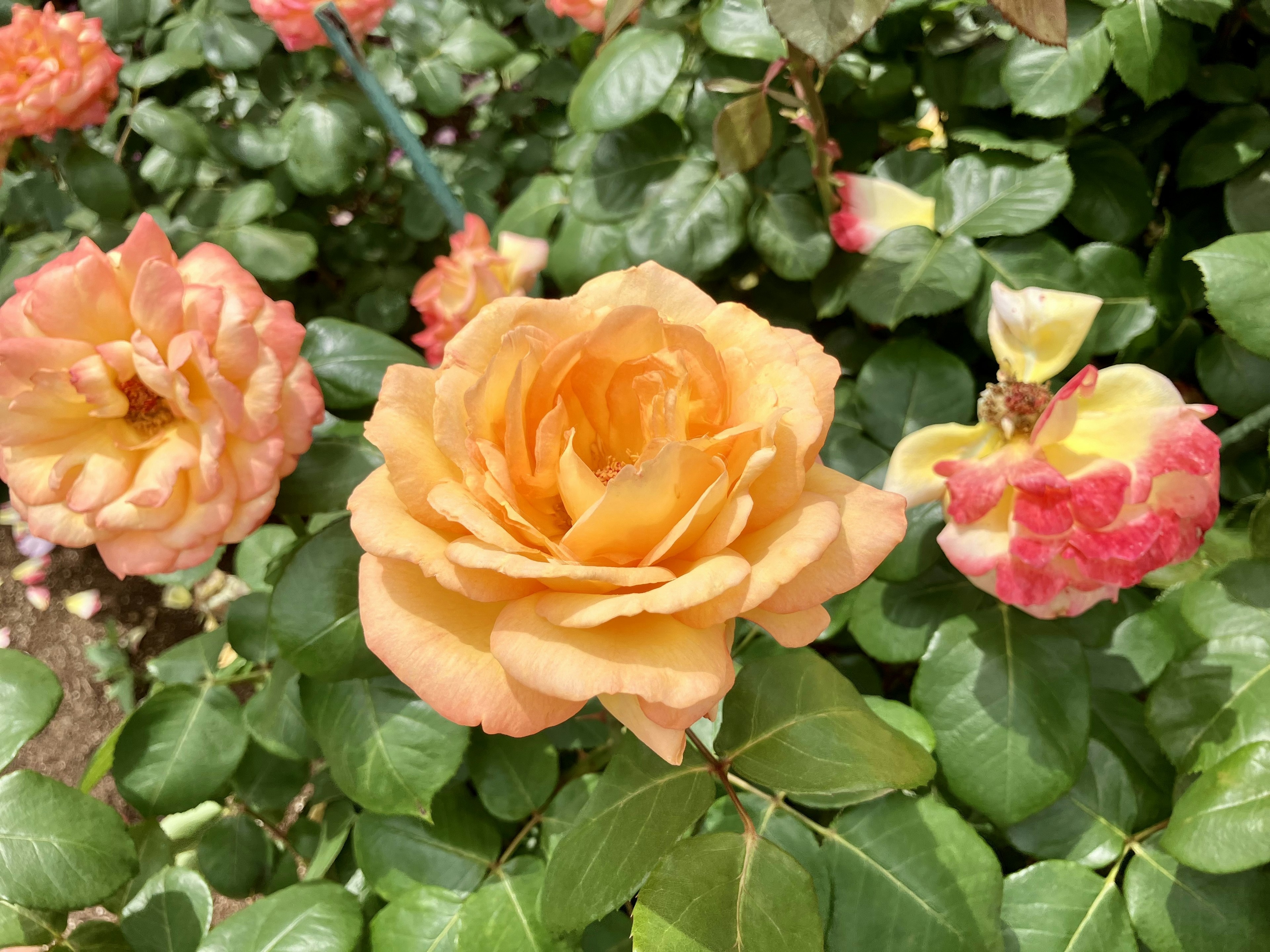 オレンジ色のバラの花と緑の葉のコントラスト