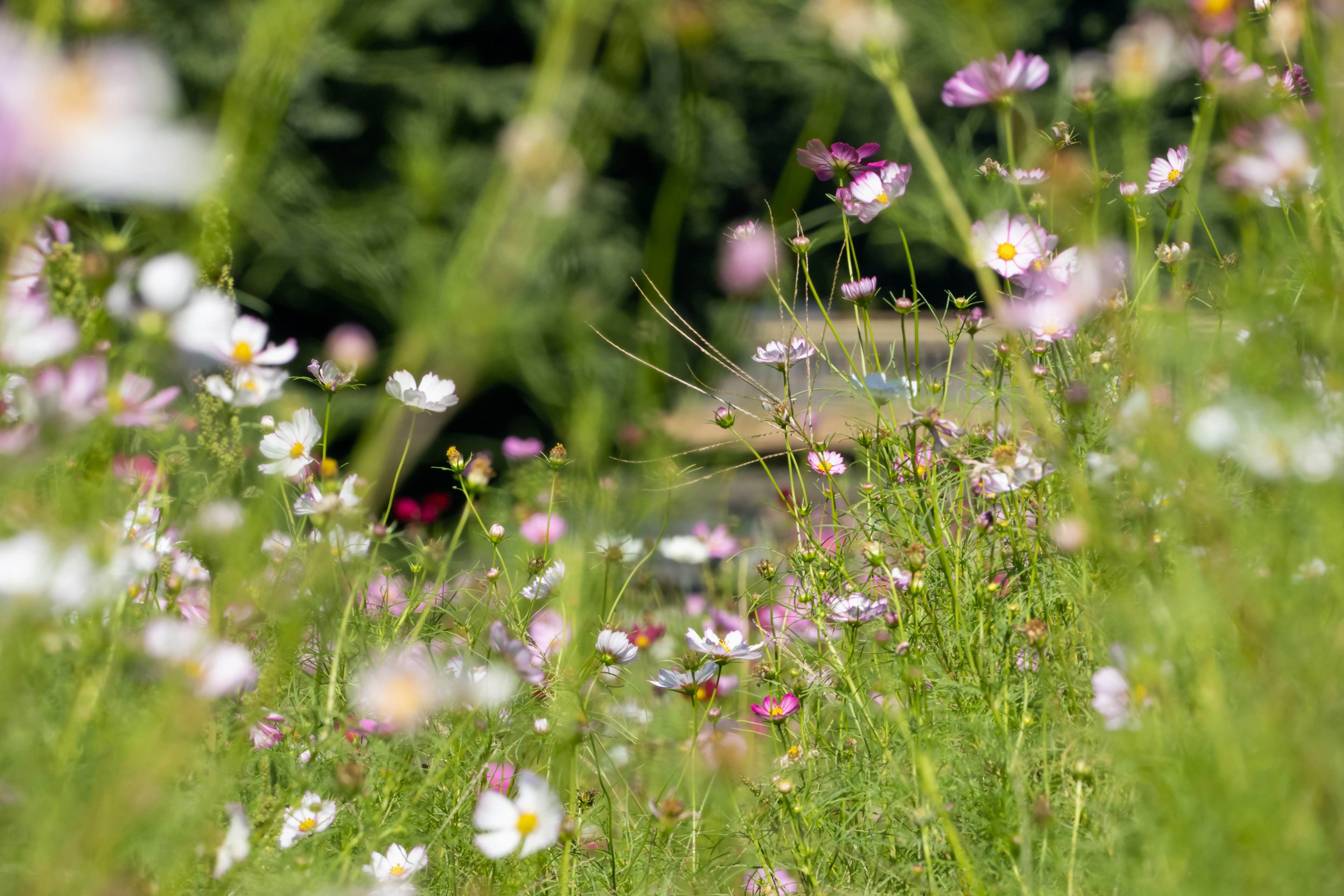 Un prato vivace pieno di fiori colorati in fiore