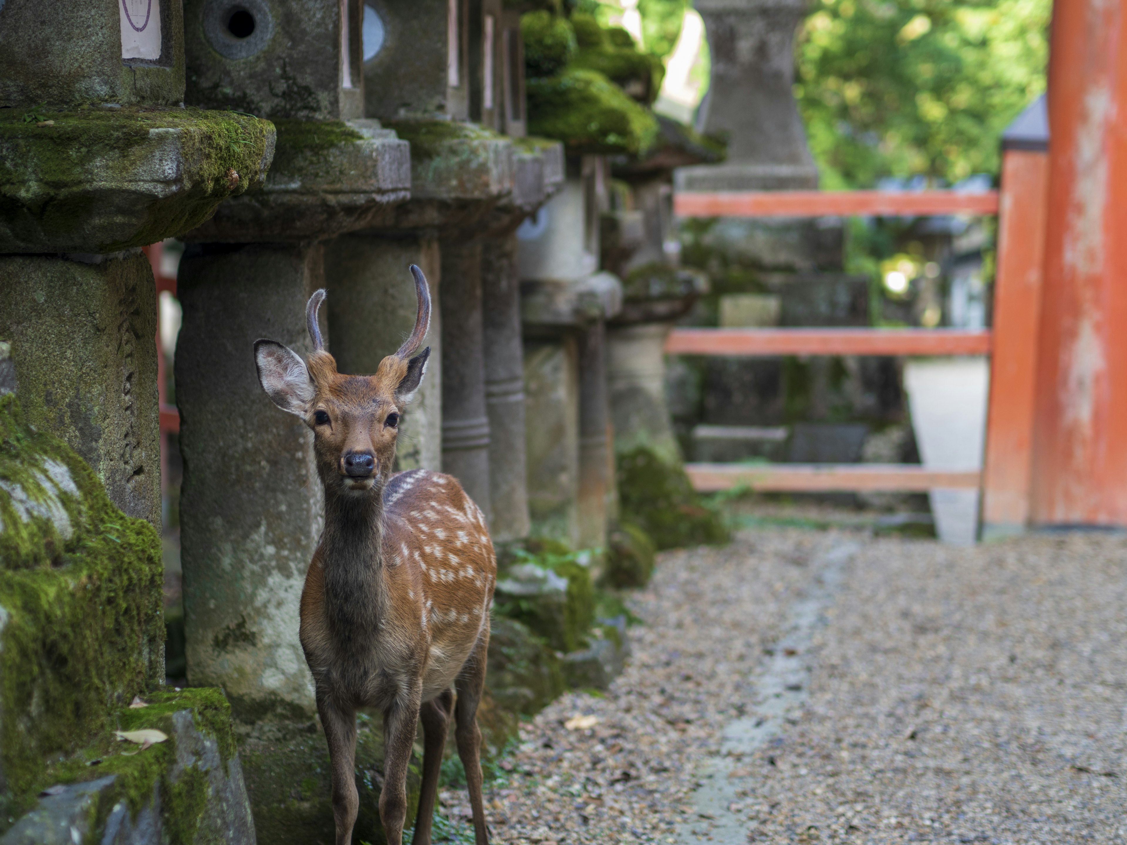 A young deer standing between moss-covered stone lanterns in a serene setting