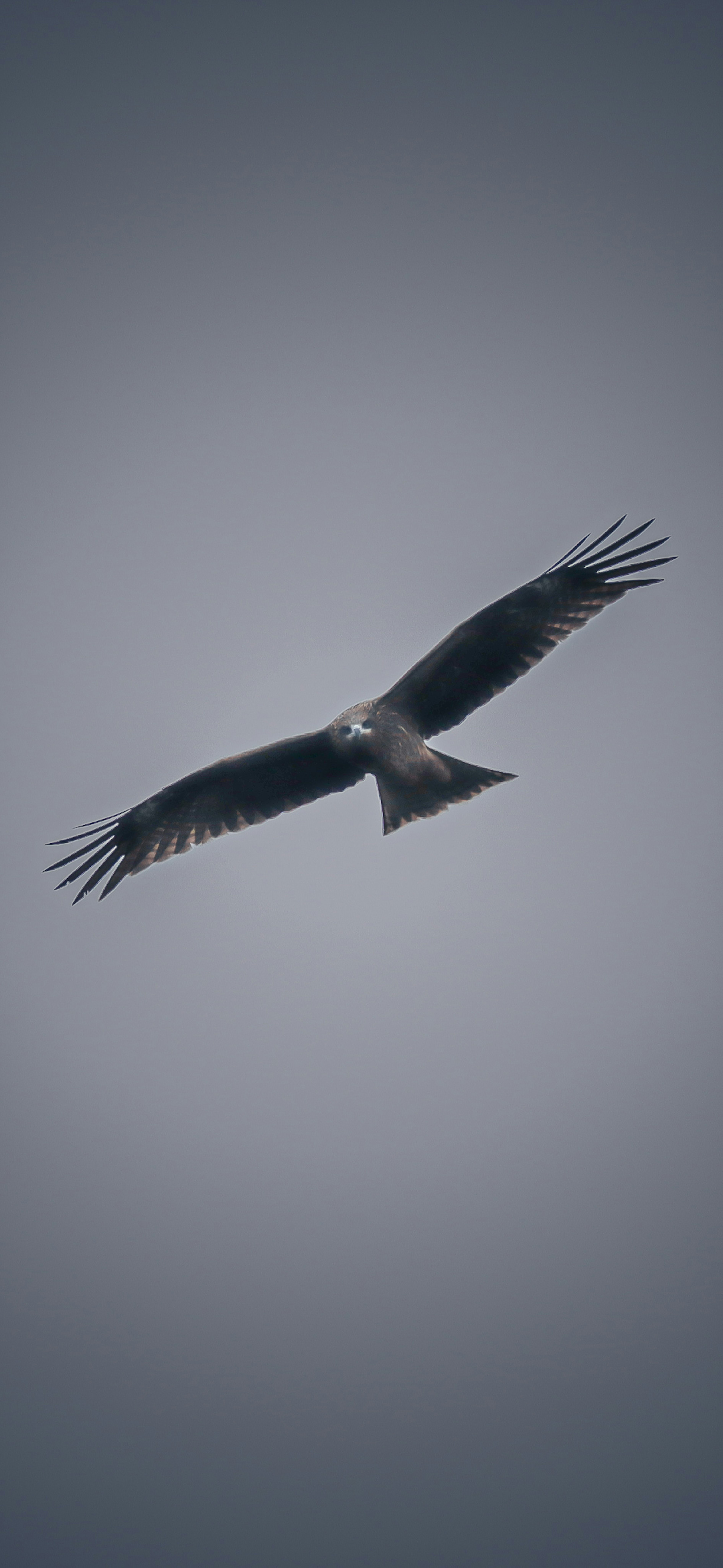 Eagle soaring with wings spread wide against a cloudy sky