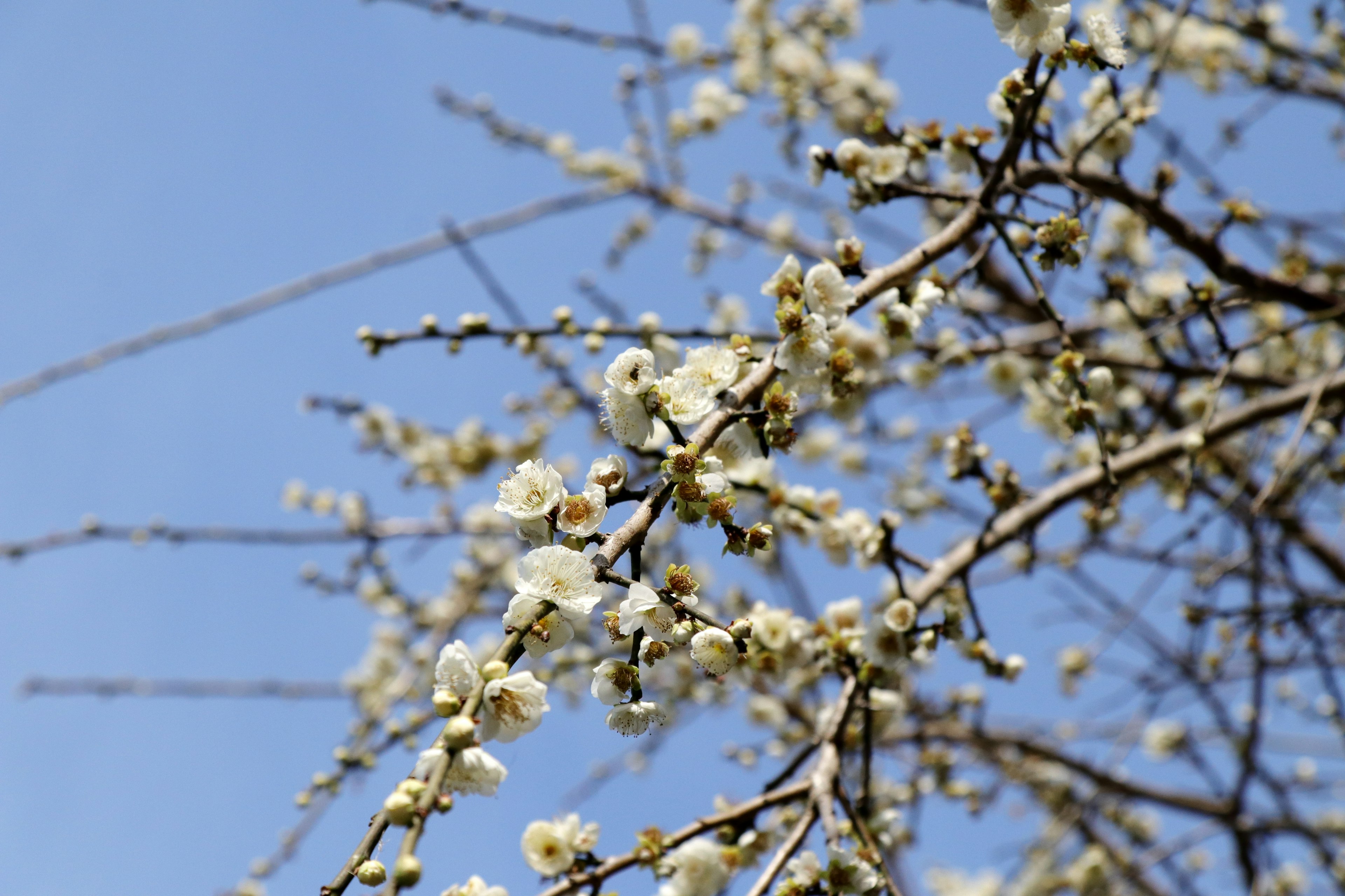 Rami di fiori bianchi sotto un cielo blu