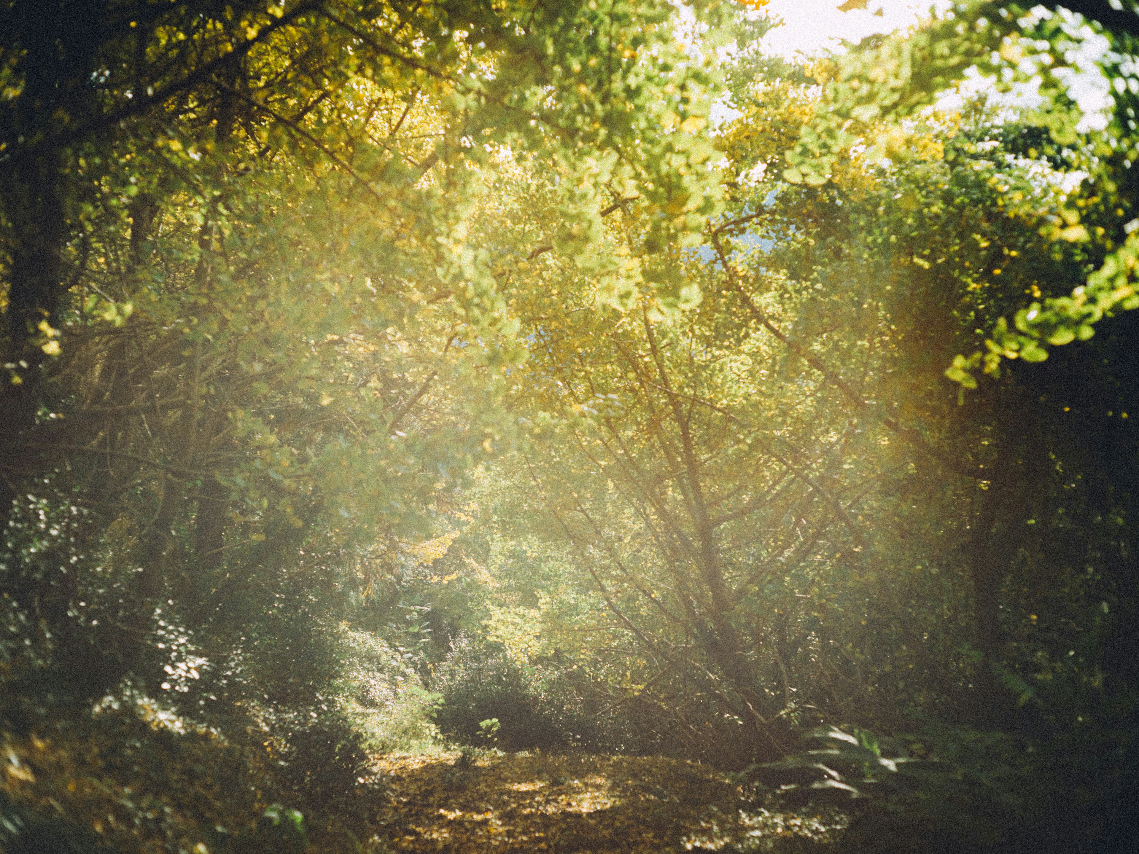 Sonnenlicht, das durch einen üppigen Wald strömt und eine friedliche Atmosphäre schafft