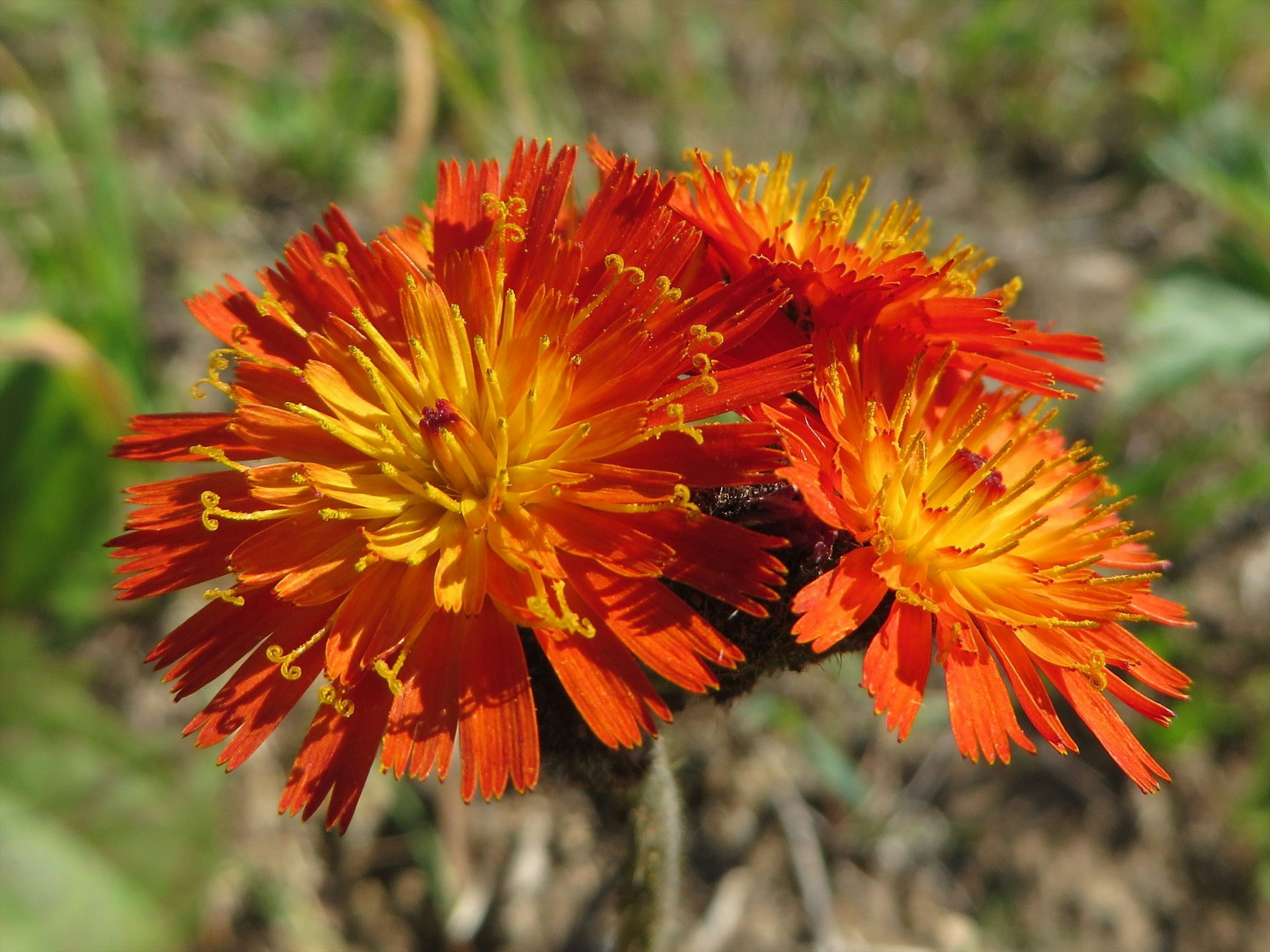 Fleurs vibrantes orange et jaune fleurissant dans un cadre naturel