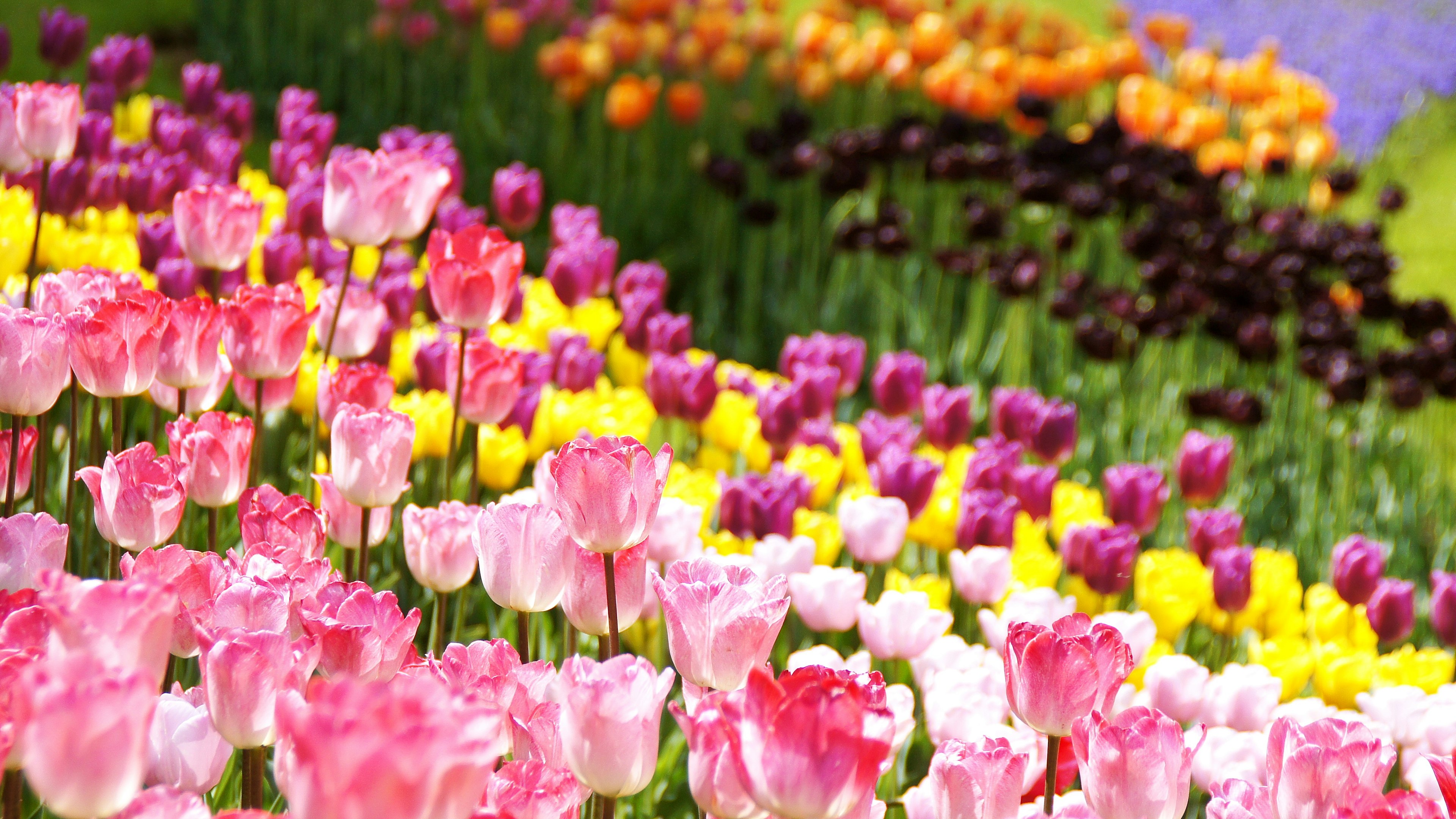 A vibrant flower field filled with colorful tulips