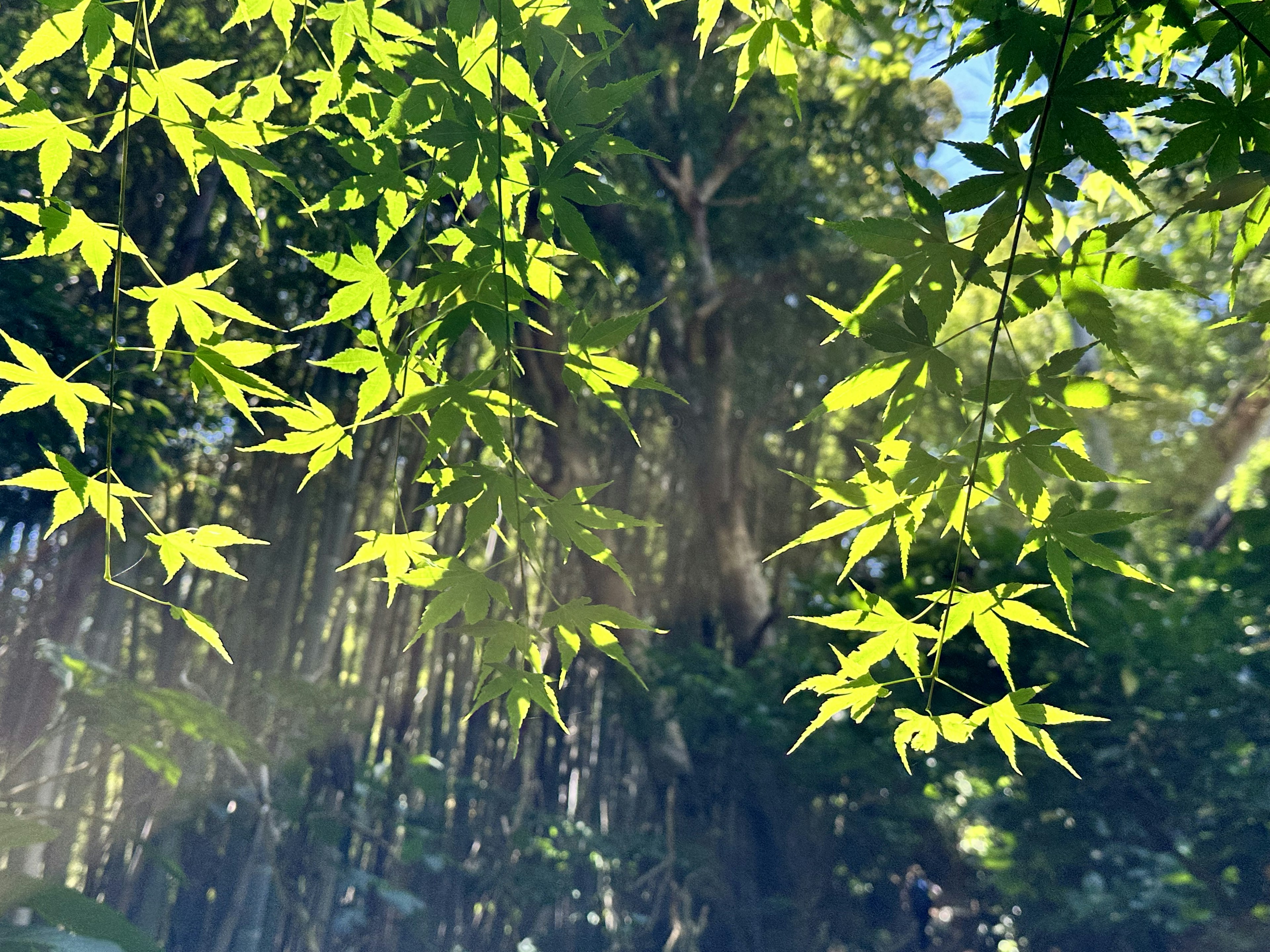 Daun hijau subur di hutan bambu