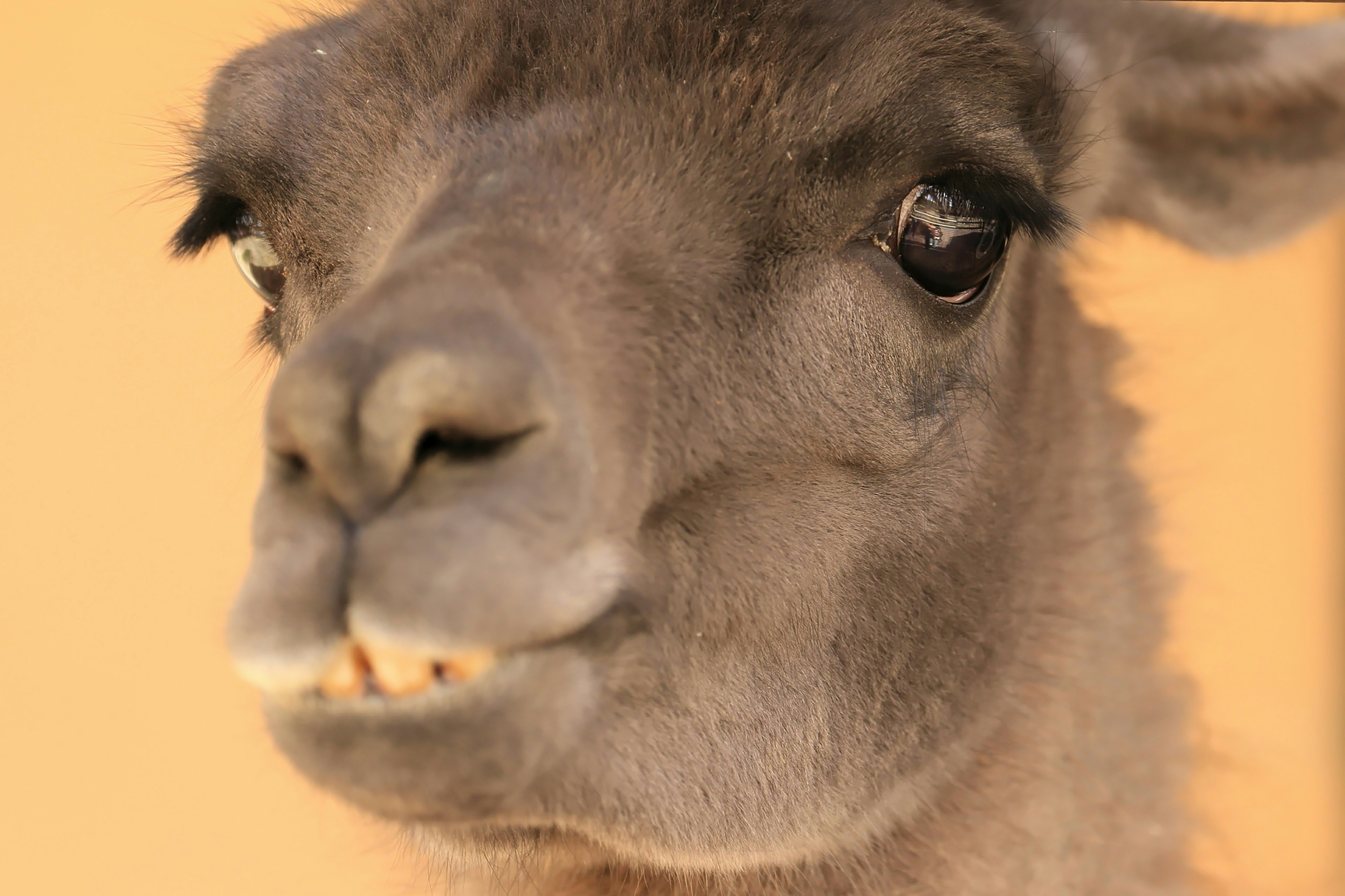 Close-up of a camel's face, soft fur, bright background, distinctive expression