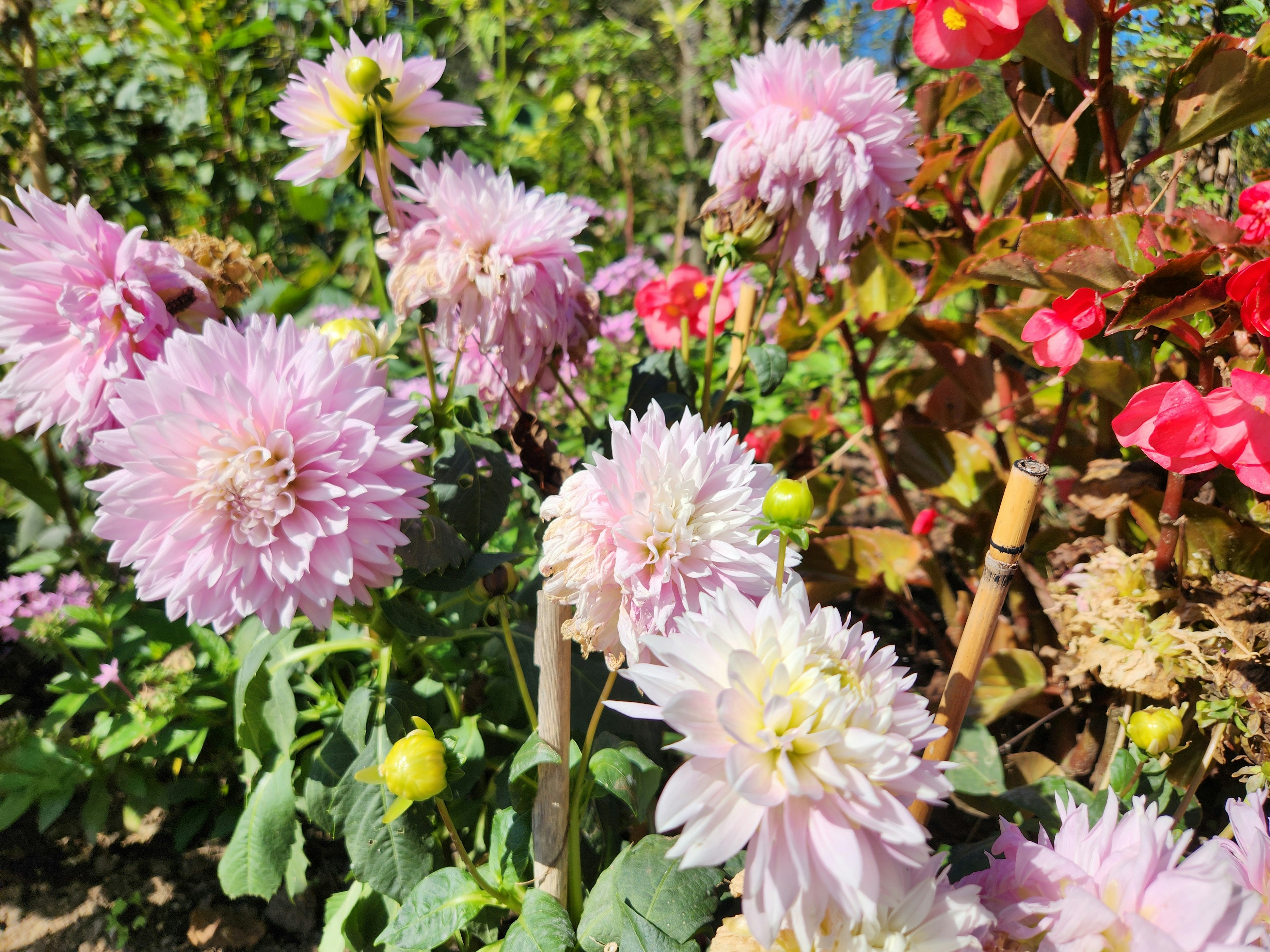 色とりどりの花が咲く庭の中に咲く薄紫のダリアの花