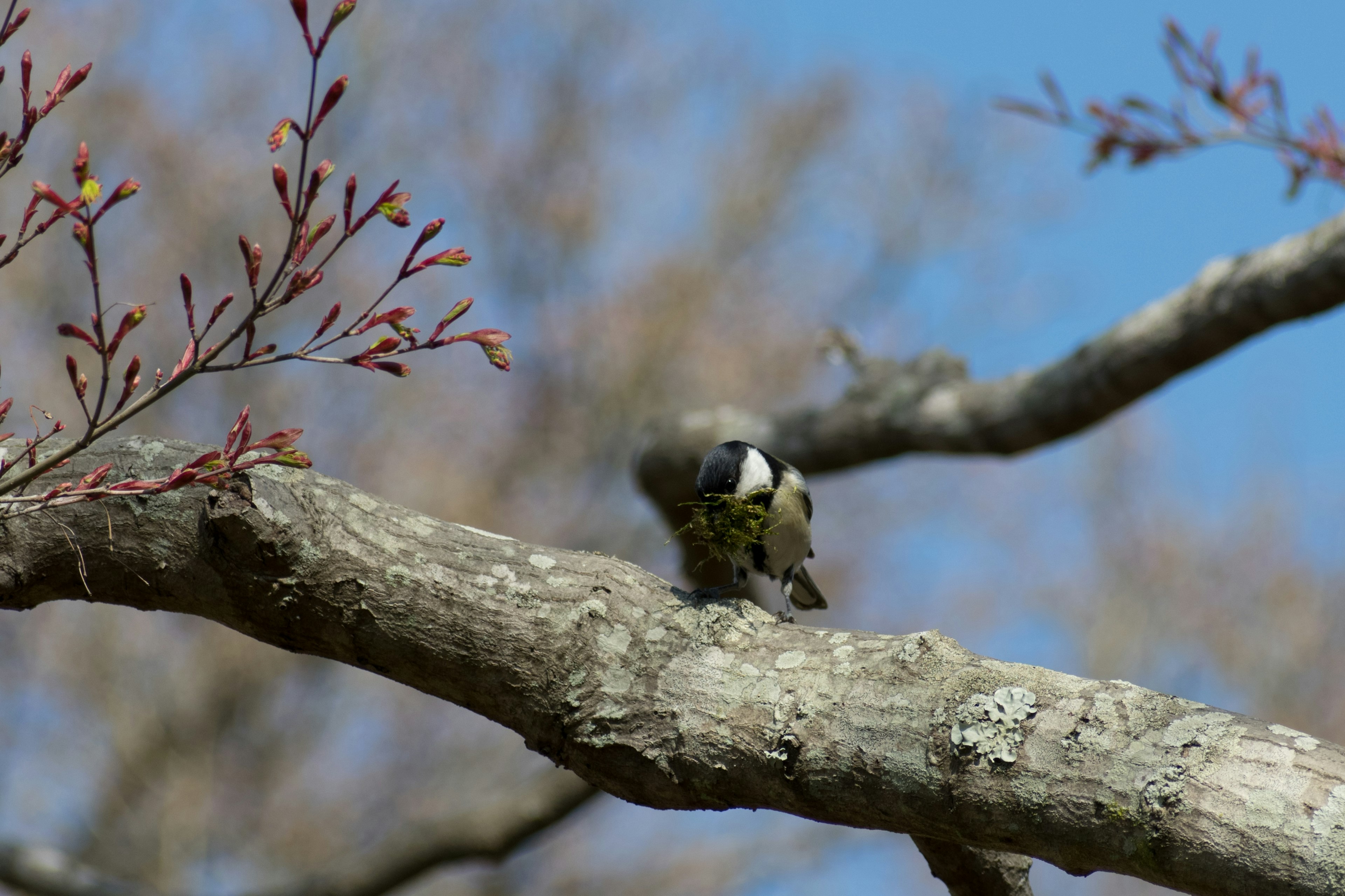 Un oiseau vibrant perché sur une branche d'arbre