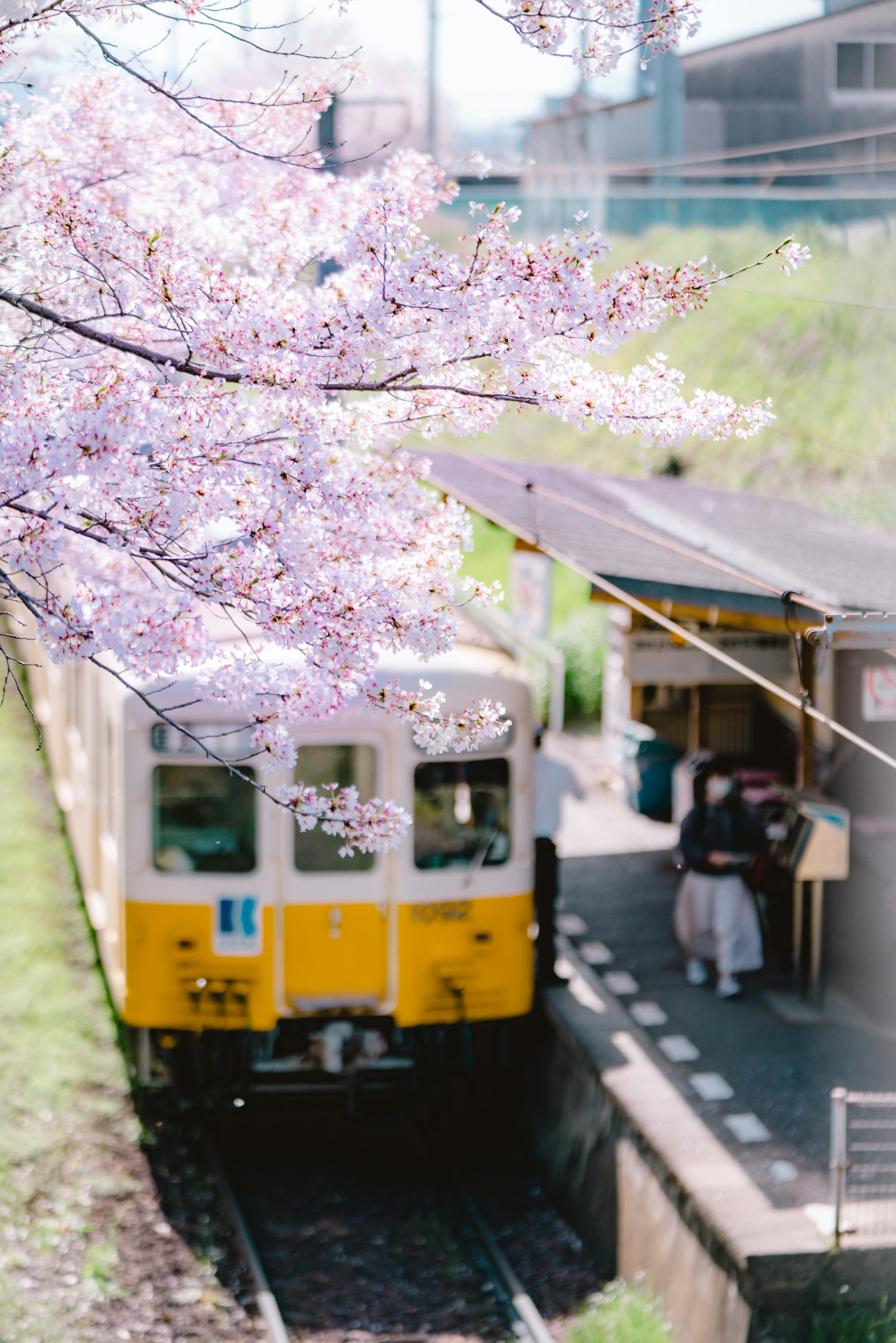 Tren amarillo parado en una estación con cerezos en flor