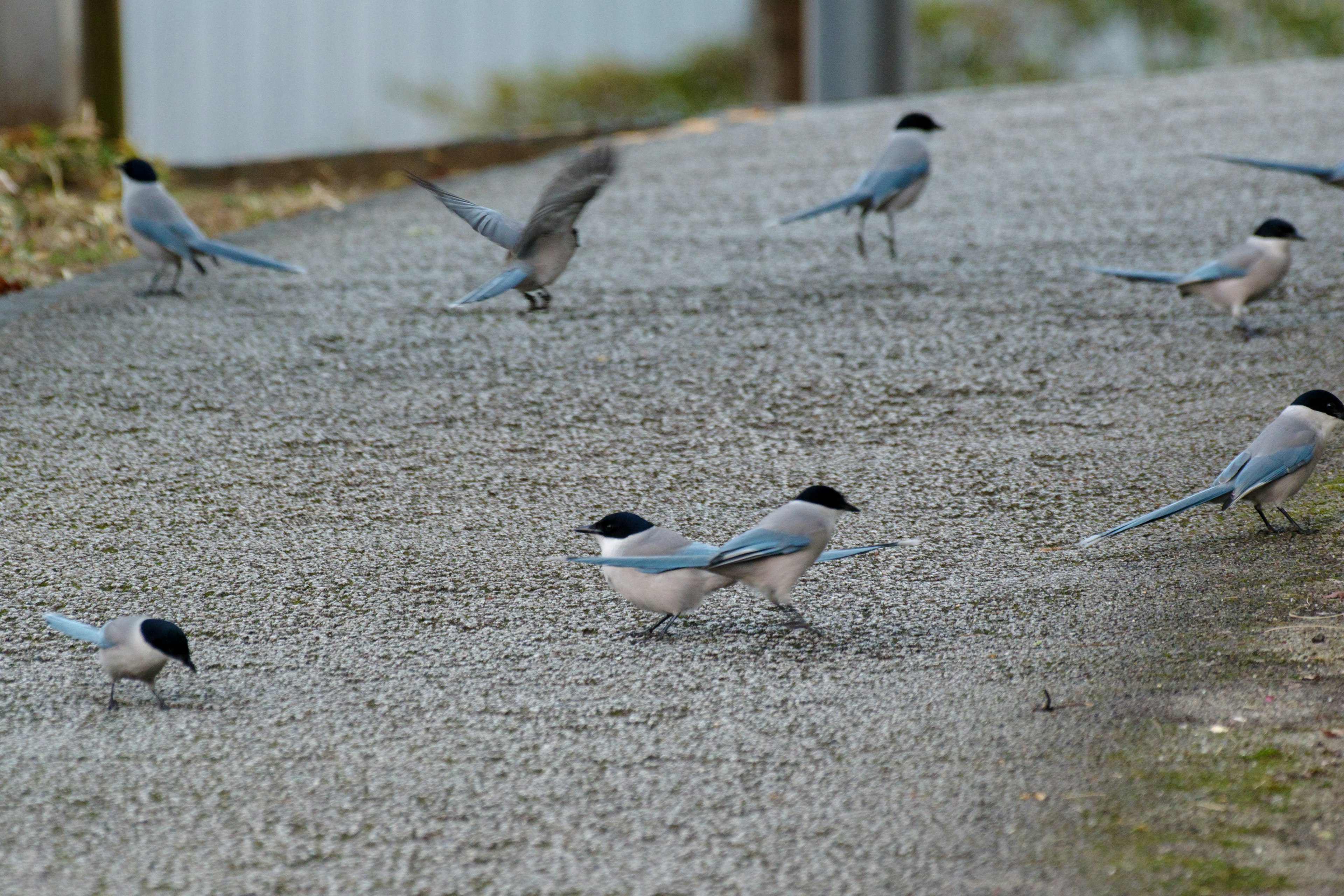 Eine Gruppe blauer Vögel, die einen Kiesweg entlanggehen