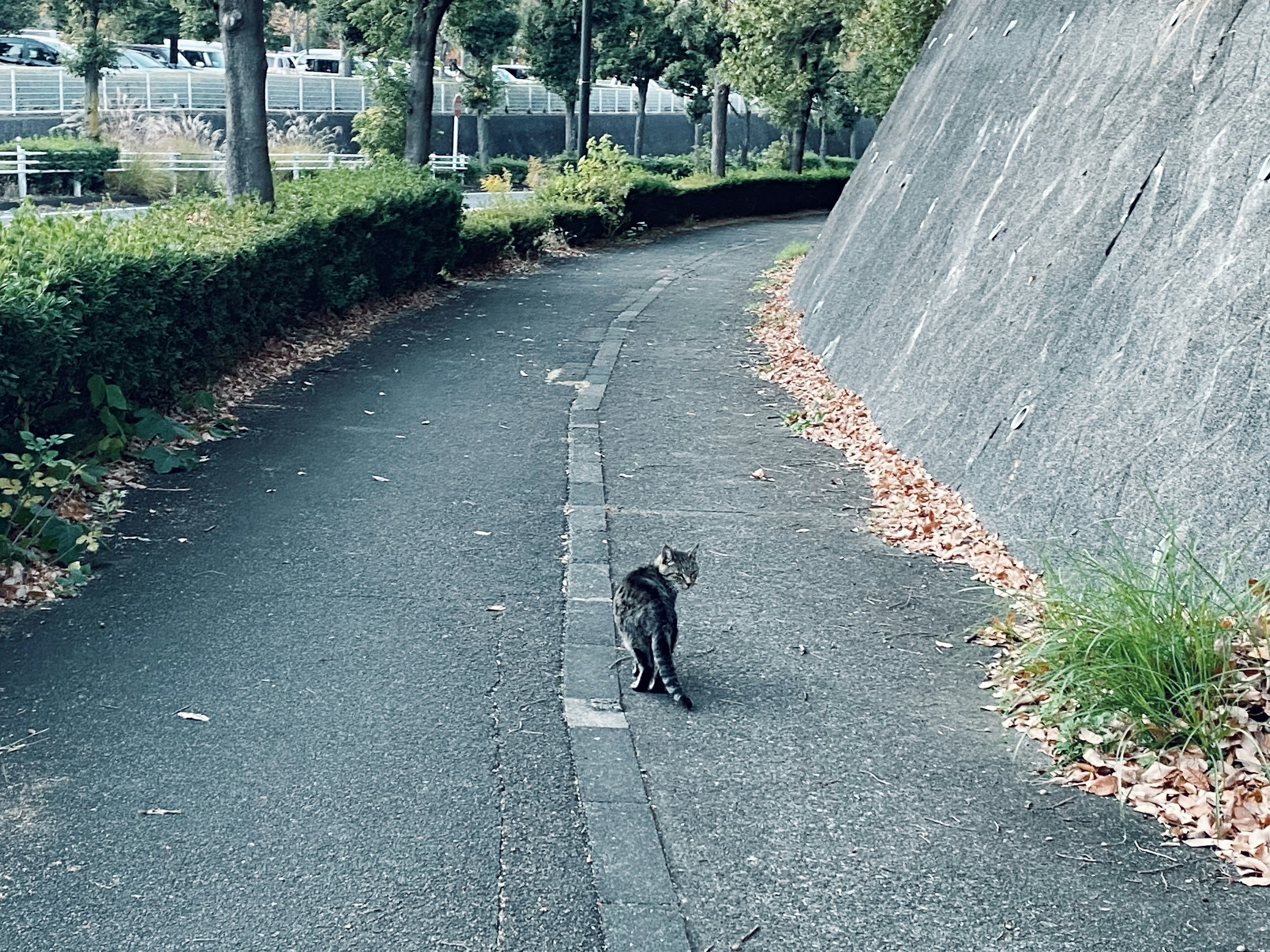 猫が歩いている公園の小道の風景