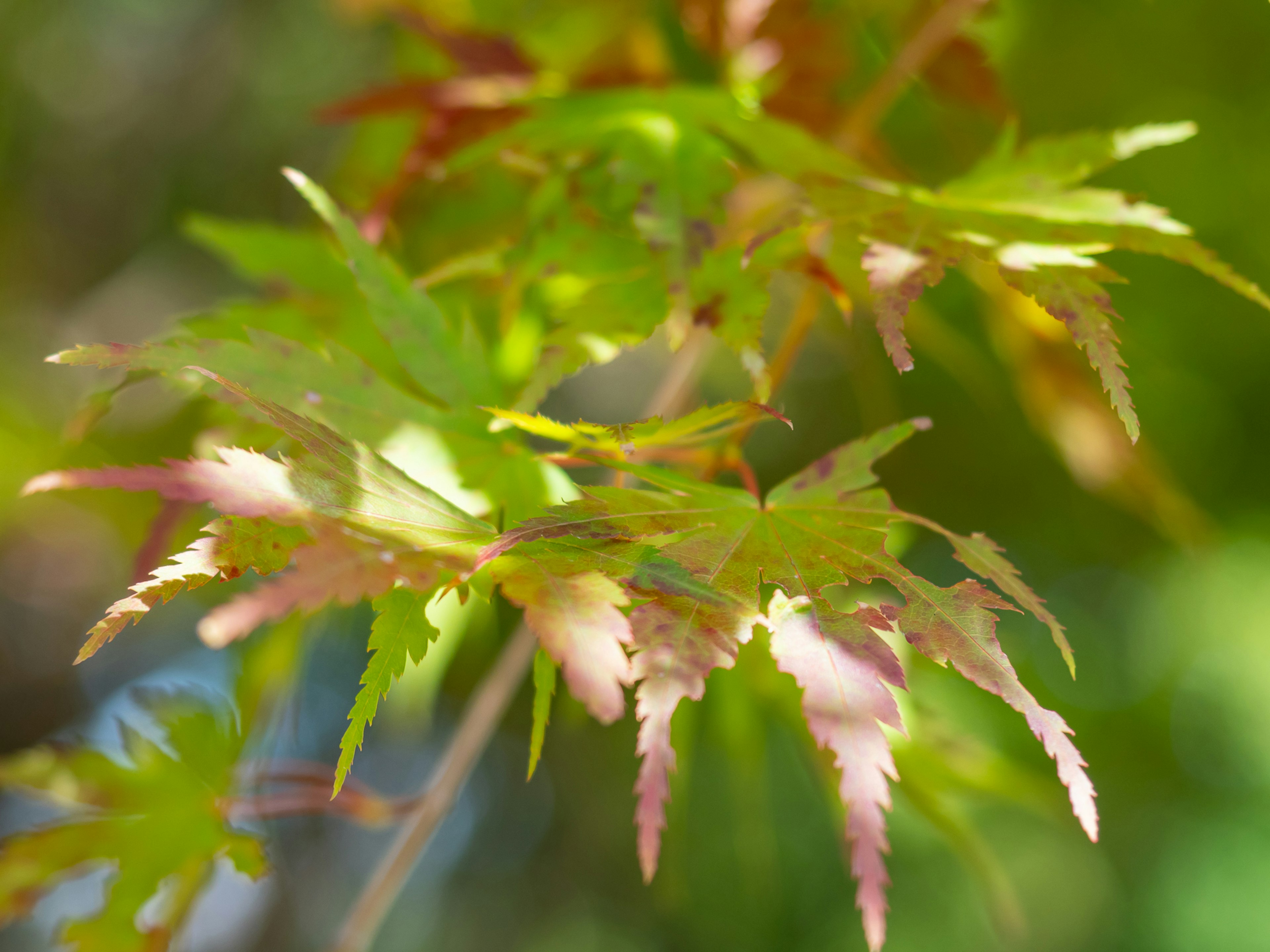 Close-up of leaves with green and red hues