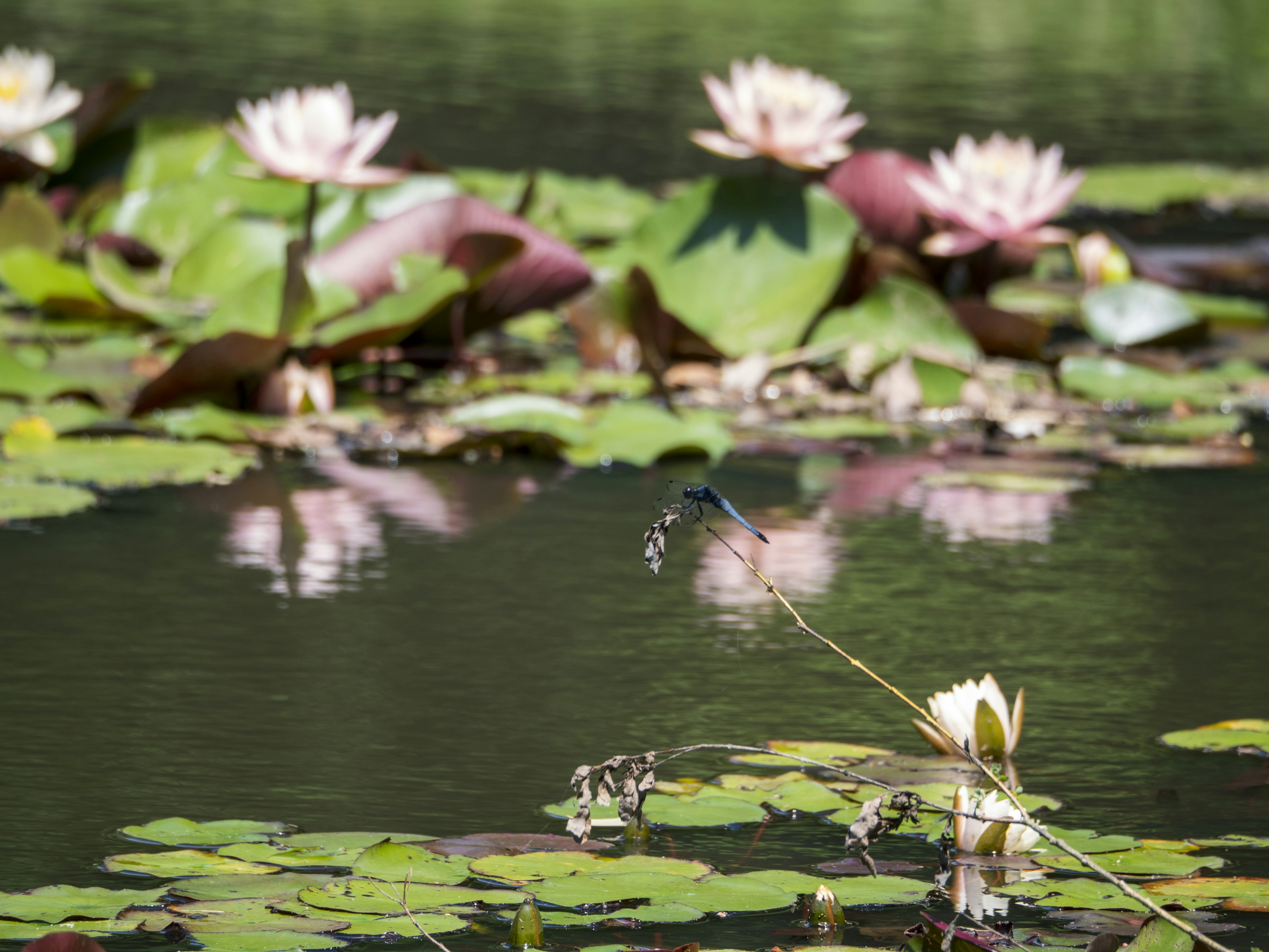 Kolam yang tenang dengan bunga teratai mengapung dan daun lily hijau