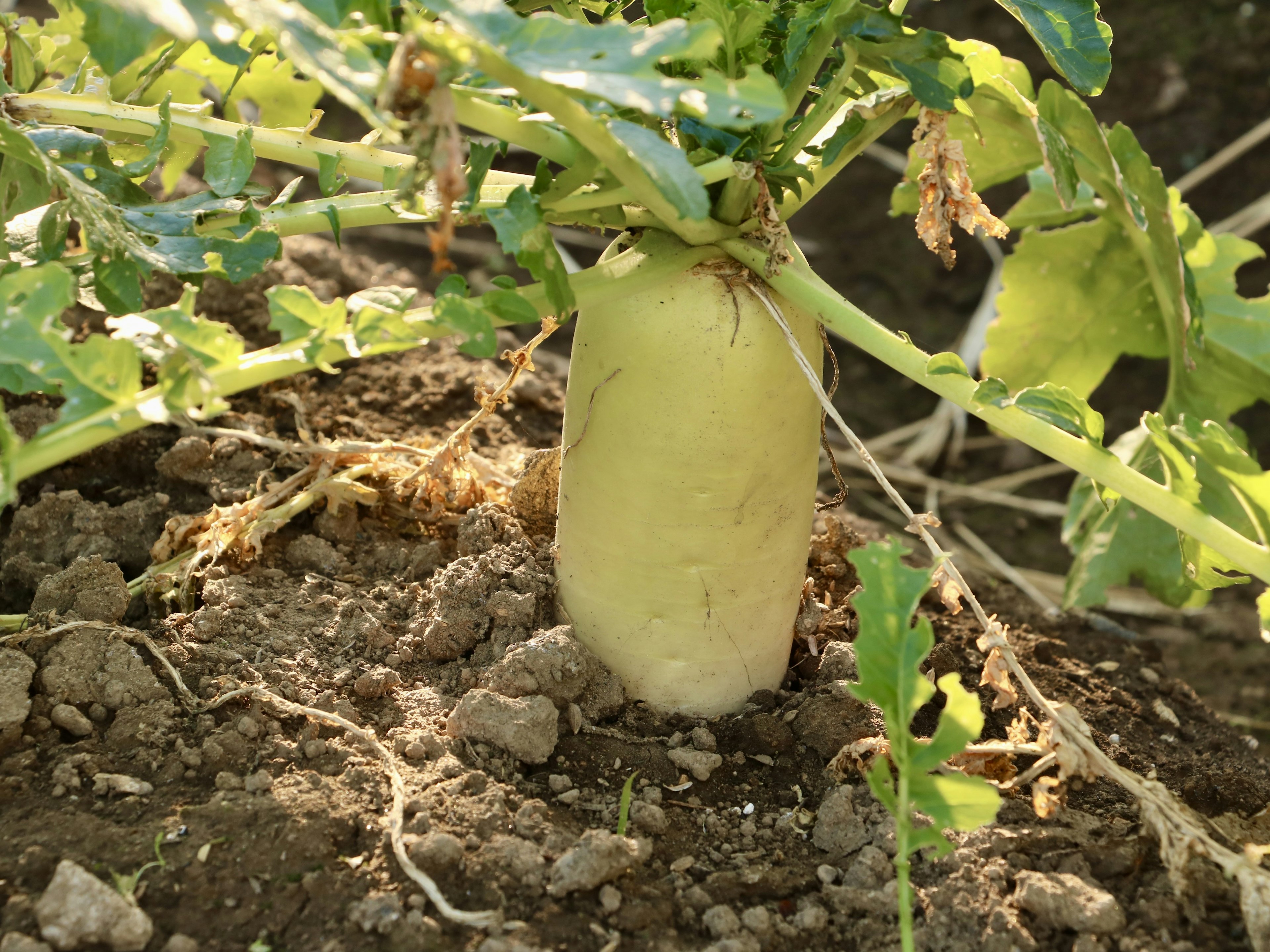 A daikon radish emerging from the soil with green leaves surrounding it