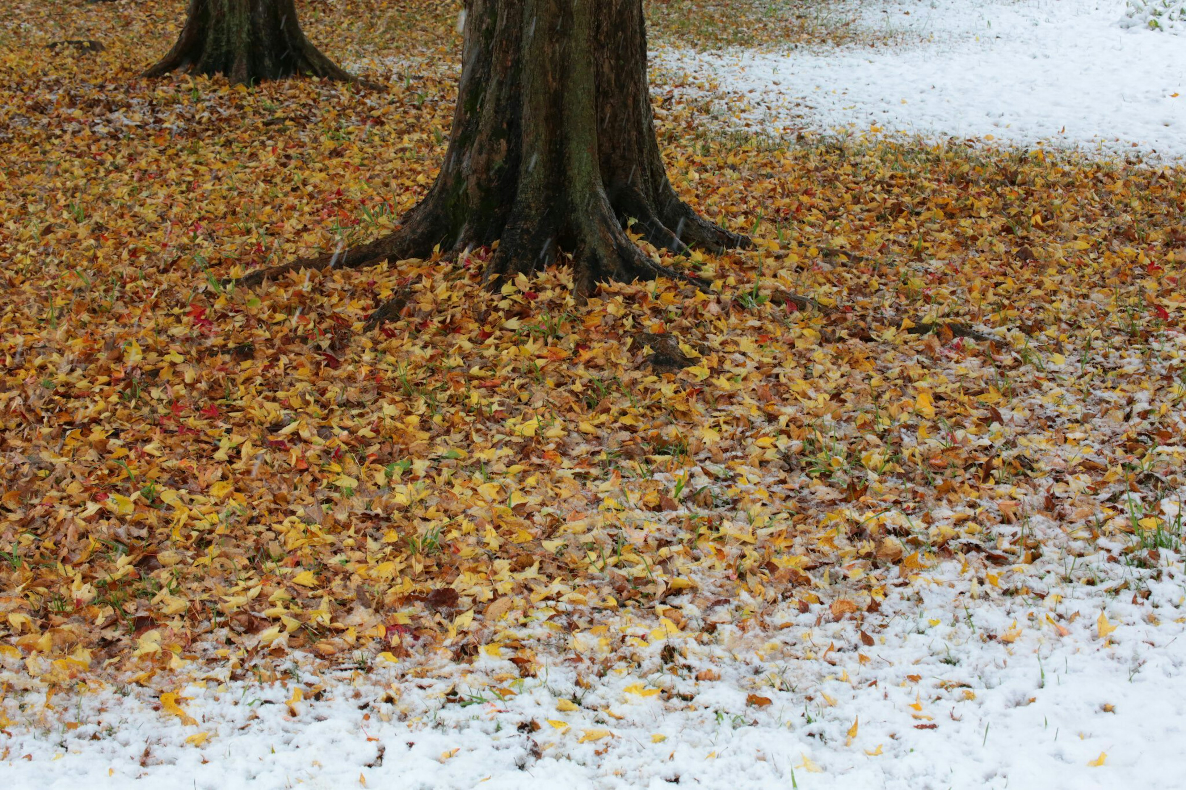 Autumn leaves mixed with snow around a tree trunk