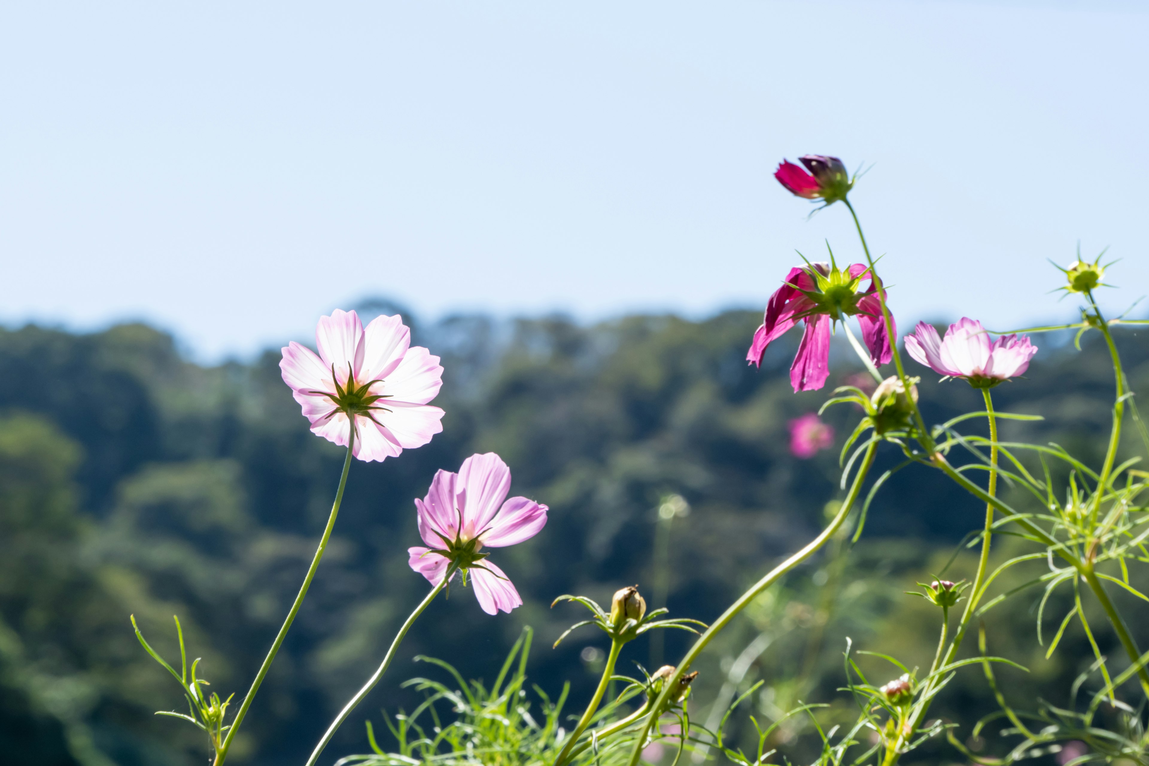 Fiori di cosmos che sbocciano sotto un cielo blu con uno sfondo verde