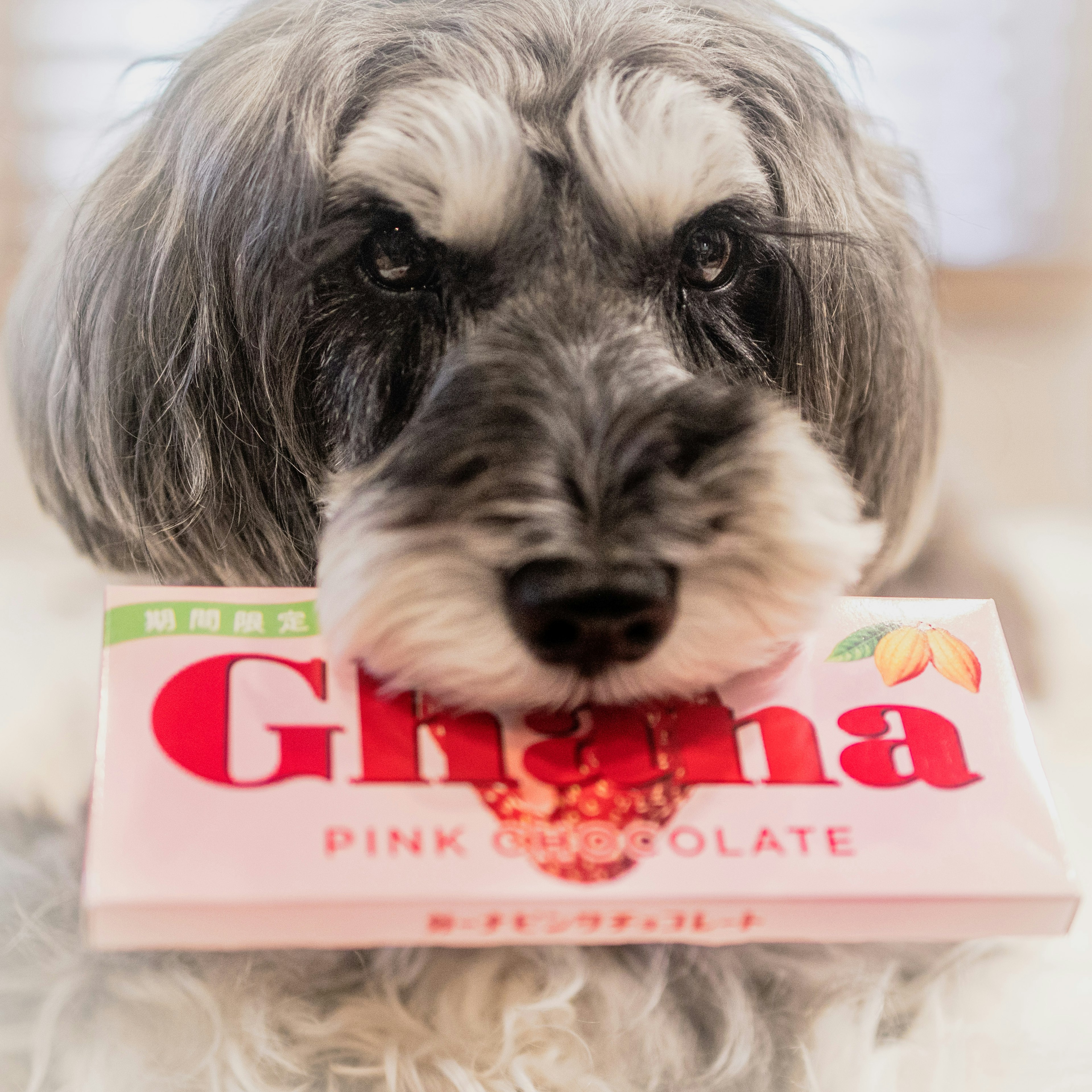 犬がGhanaのピンクチョコレートを口にくわえている