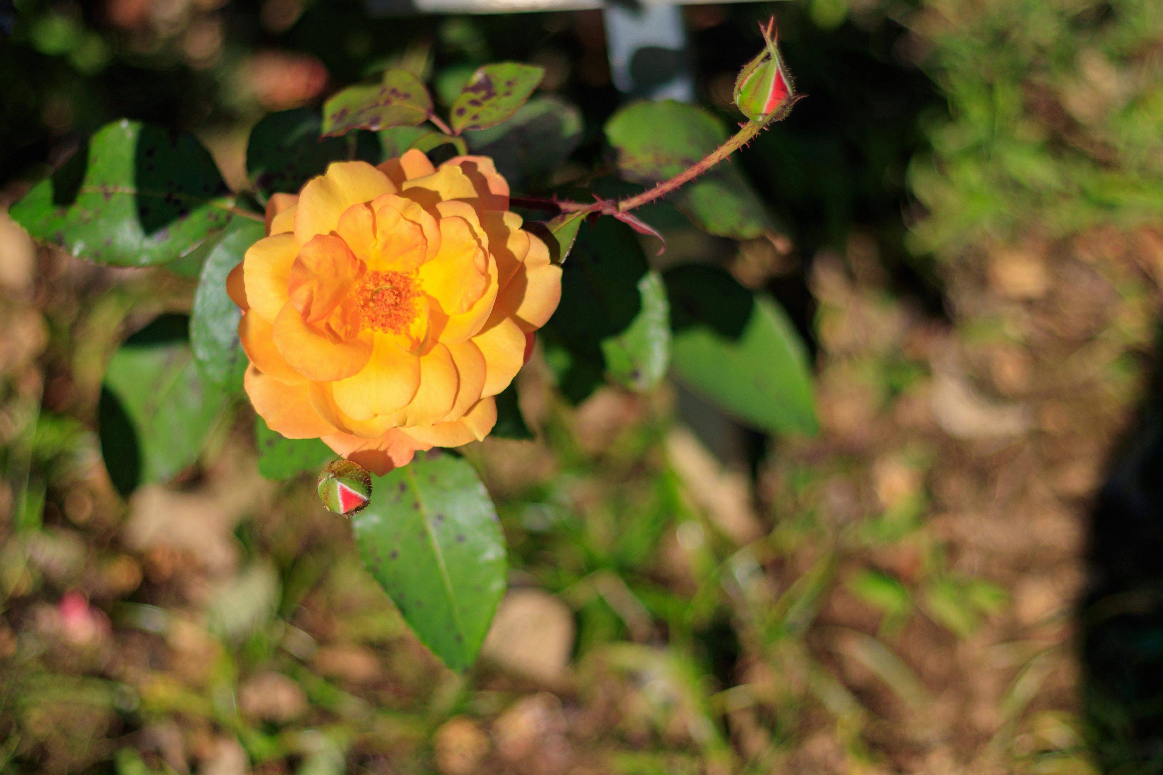 Eine leuchtend orangefarbene Rose, die zwischen grünen Blättern blüht