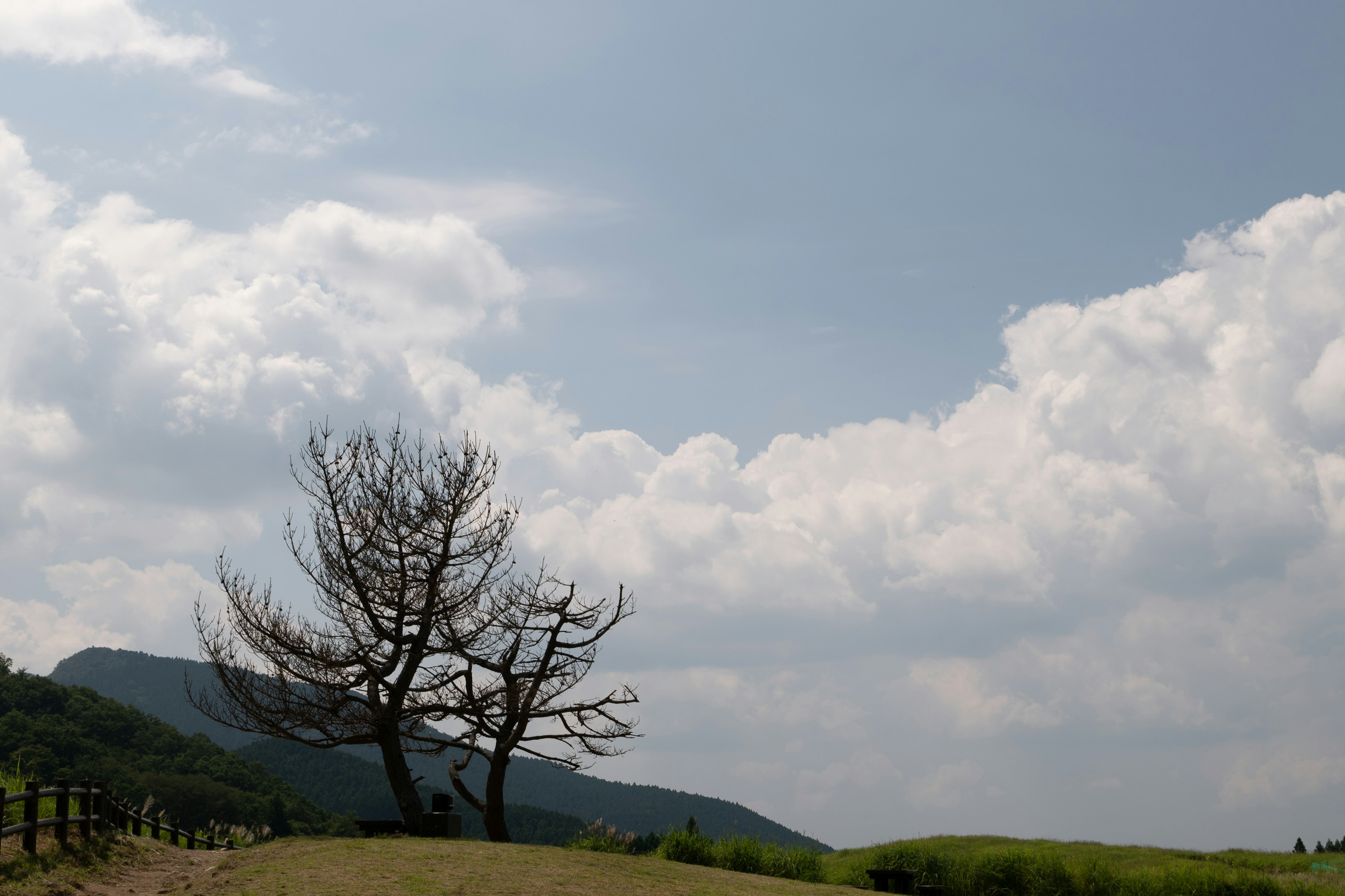 青空と白い雲の下に立つ枯れ木と山の風景