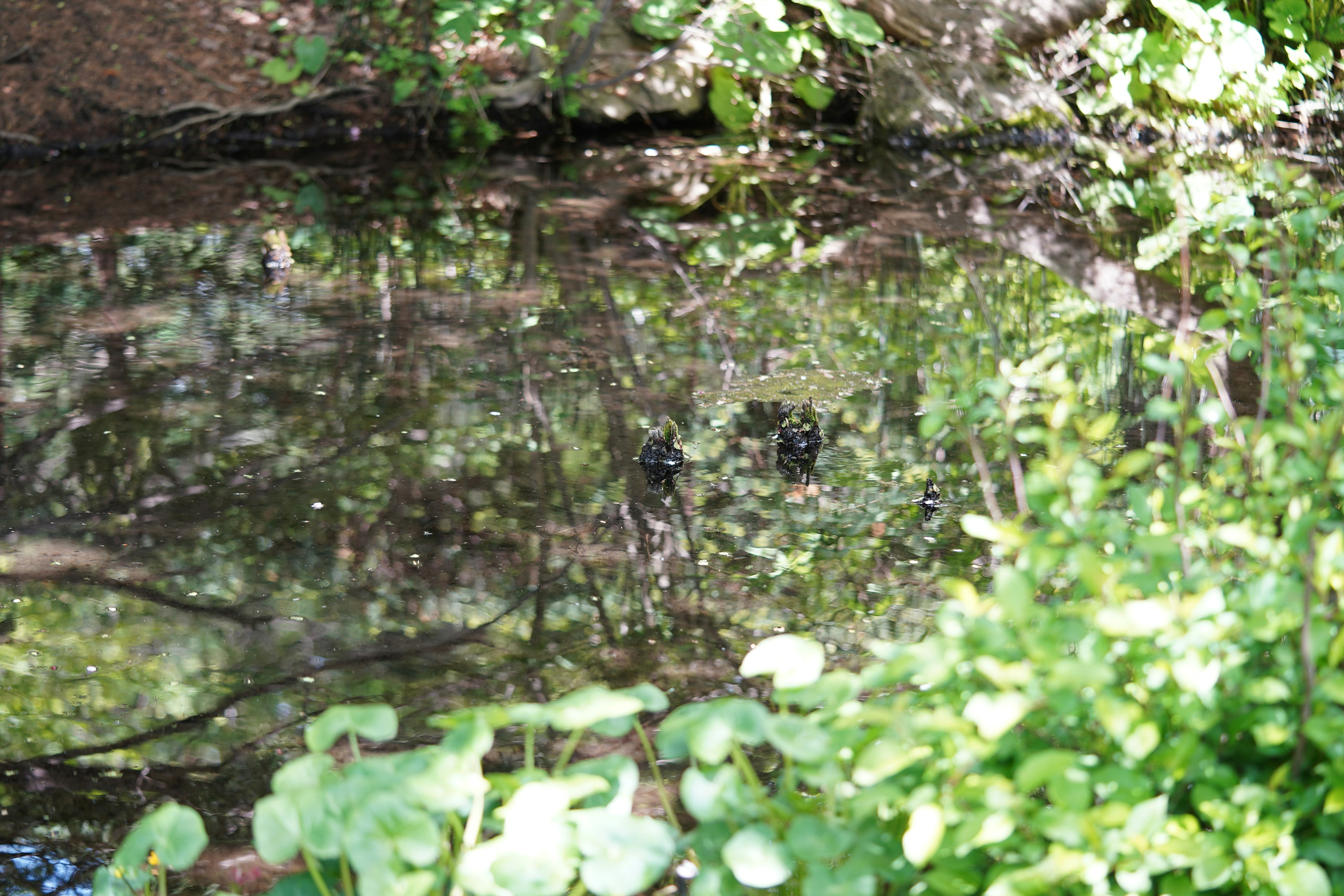 静かな池の水面に映る緑の植物と木々の反射