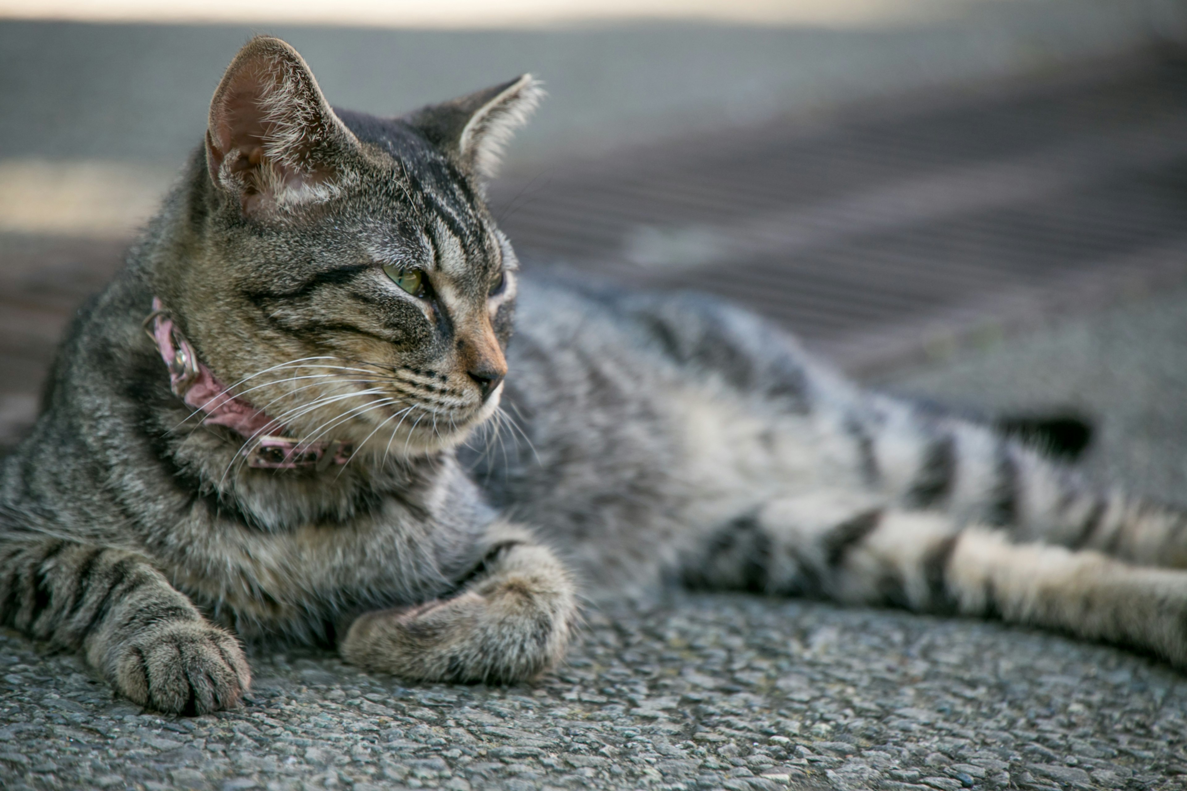 Kucing tabby bersantai di bawah sinar matahari