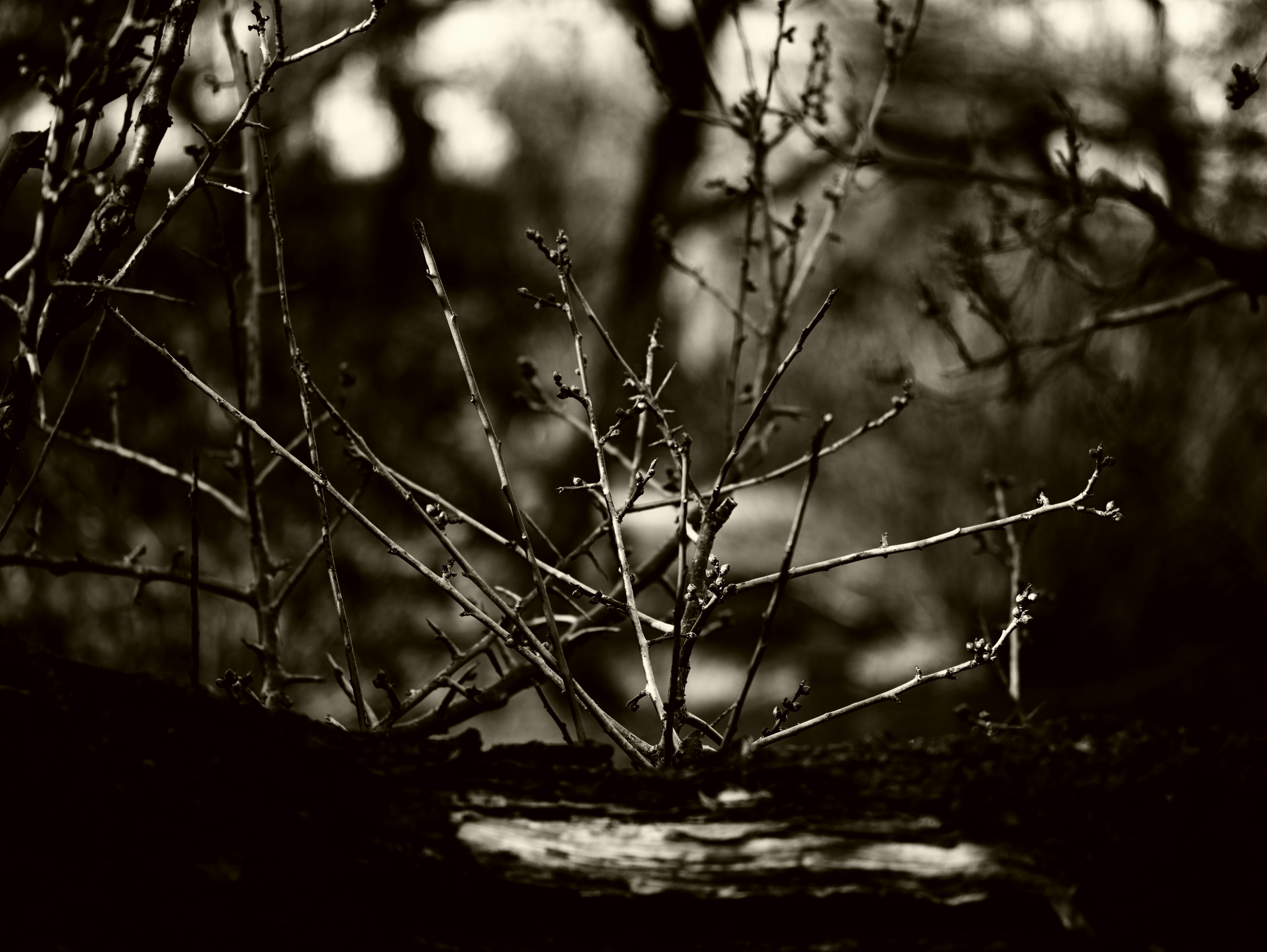 Ramas delgadas descansando sobre un tronco de árbol en un entorno en blanco y negro contrastante