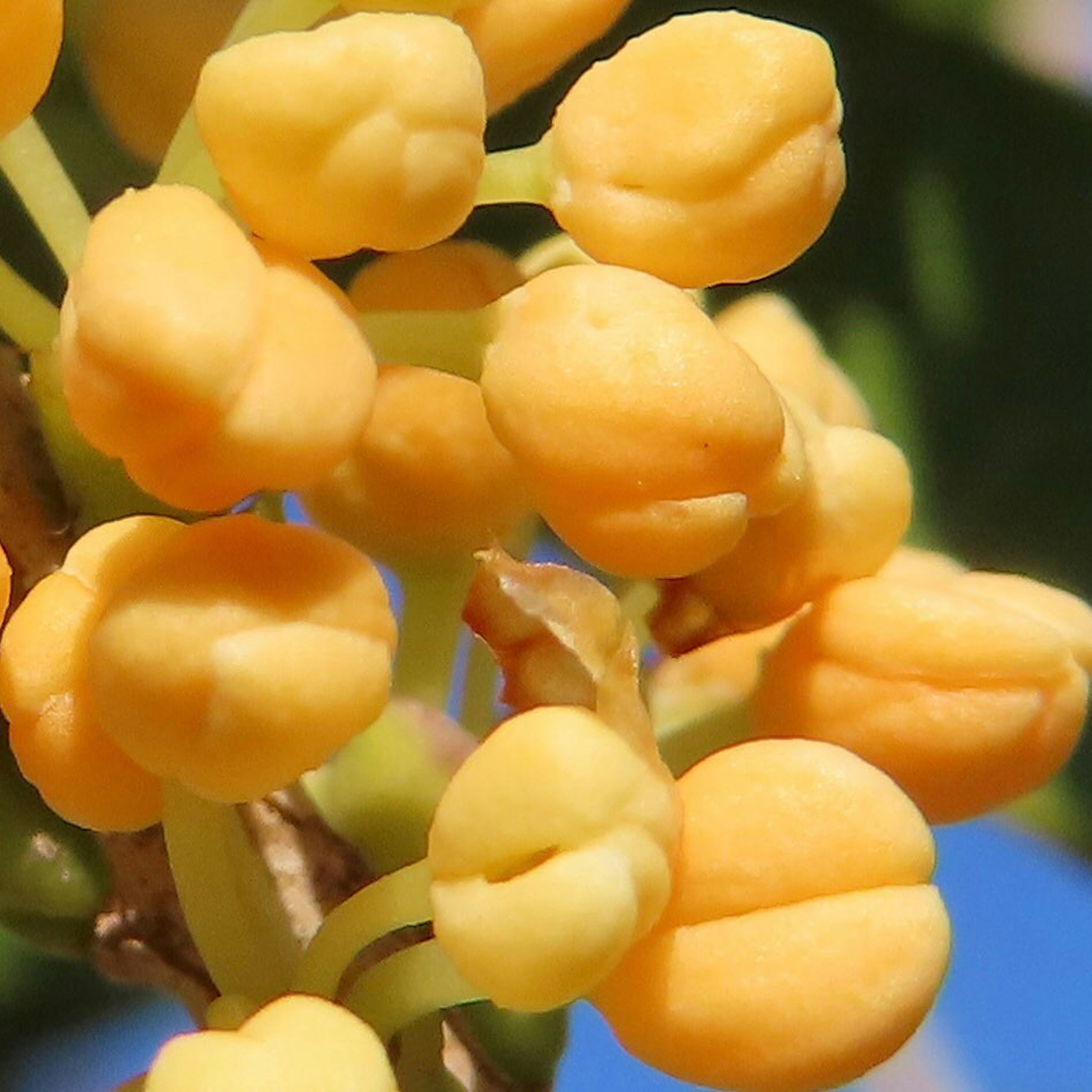 Primer plano de frutos amarillos agrupados en una planta