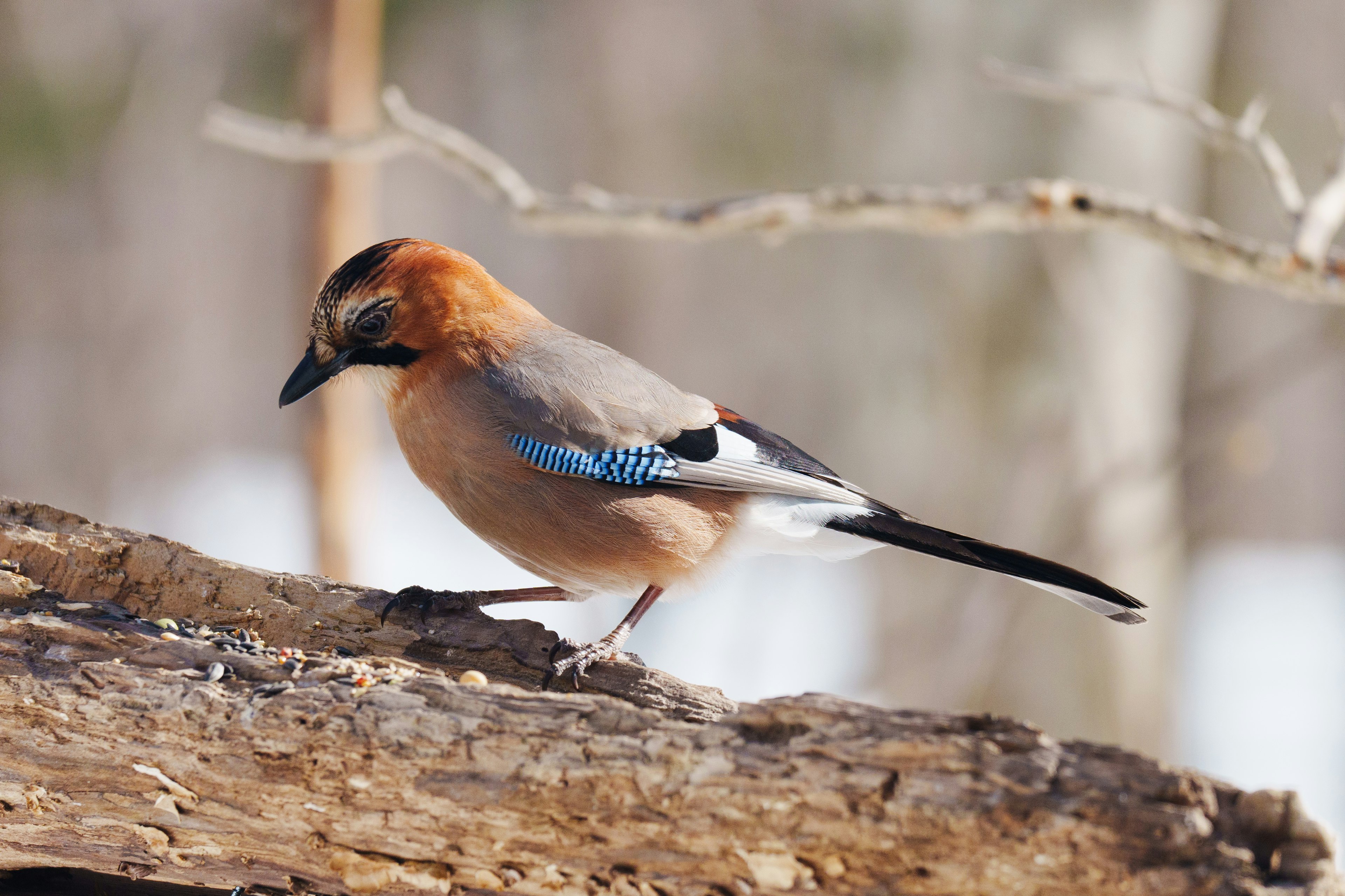 Un hermoso pájaro con alas azules posado en una rama de árbol