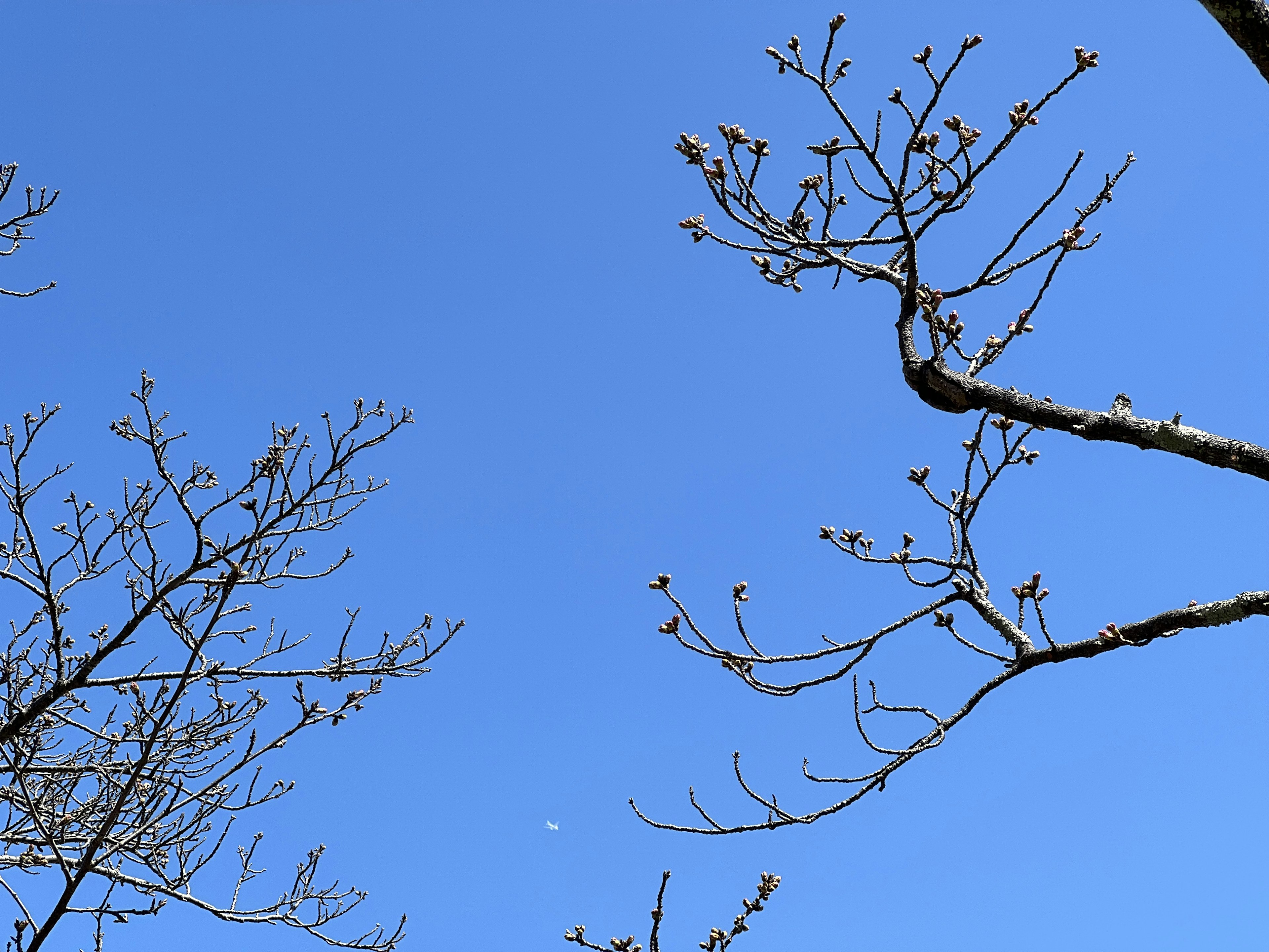 Photo de branches nues sous un ciel bleu clair