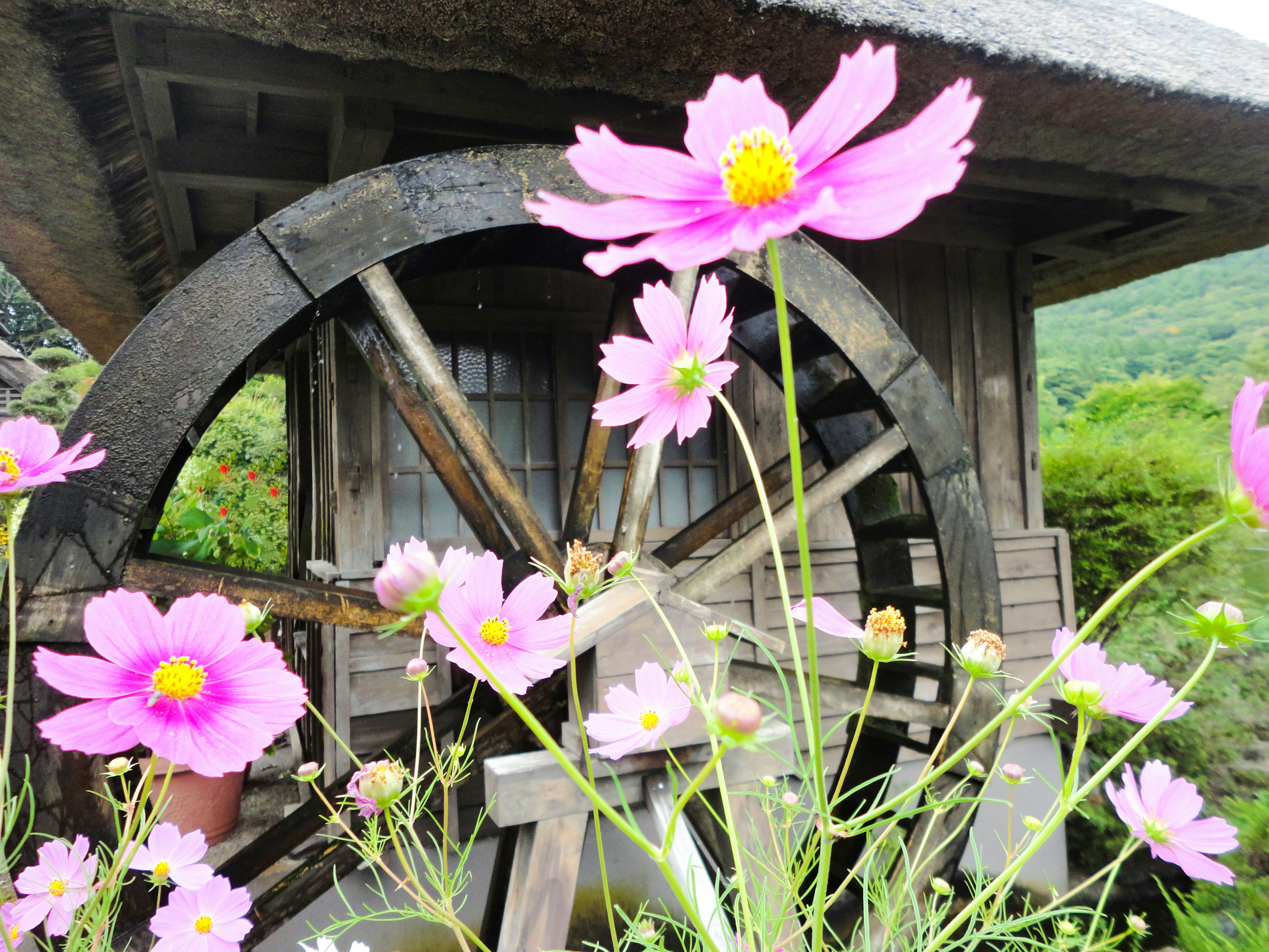 水車とピンクのコスモスの花が描かれた風景