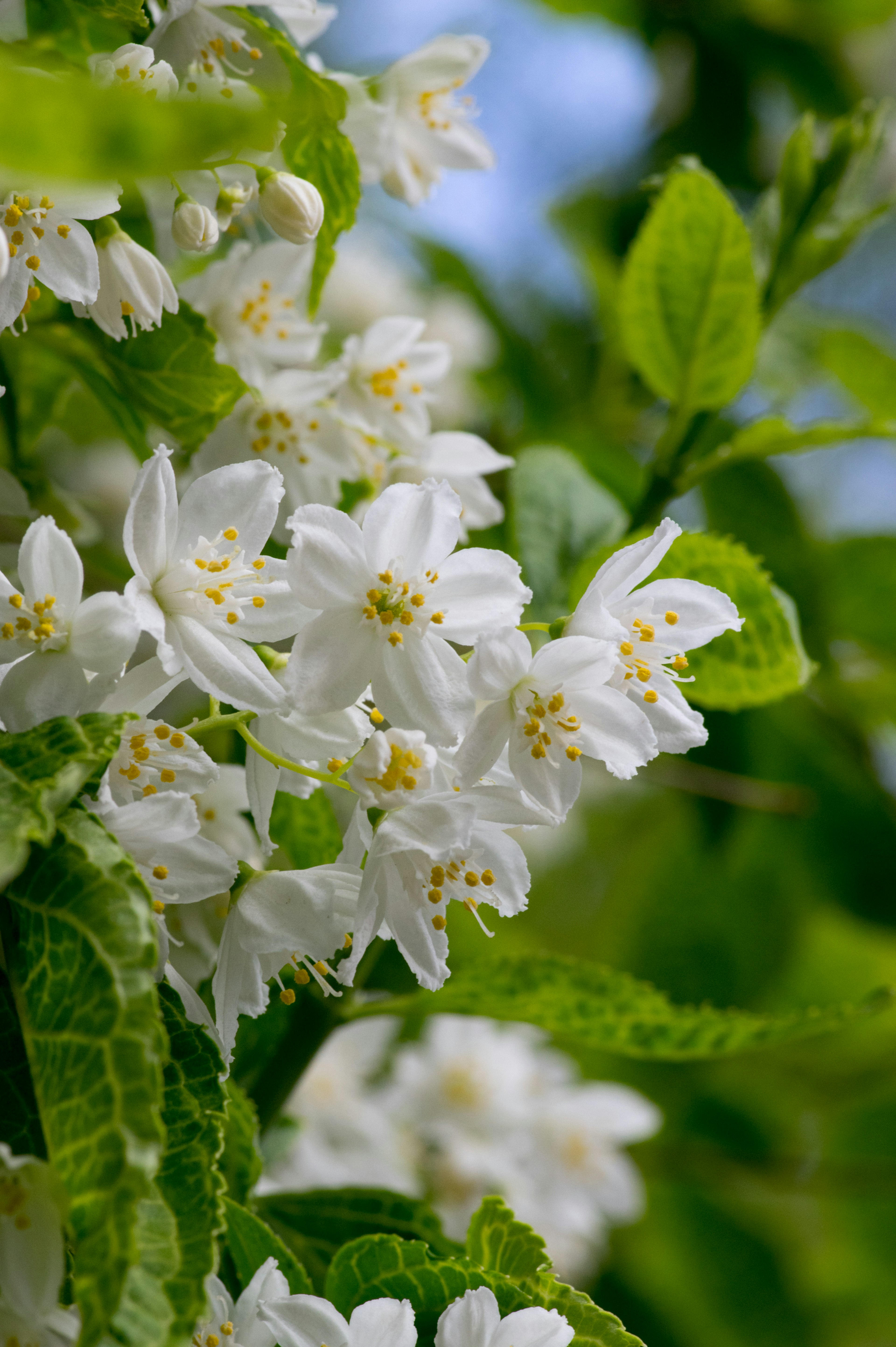 Acercamiento de una planta con flores blancas y hojas verdes