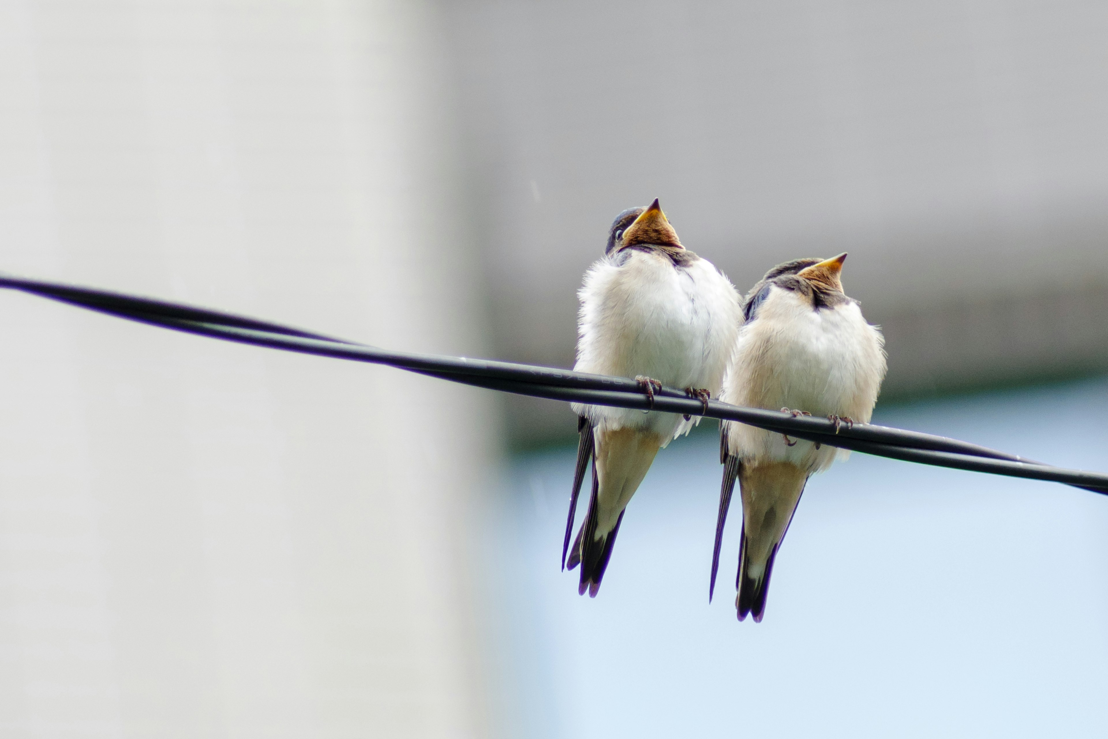 Dos pequeños pájaros posados en un alambre con el pico abierto