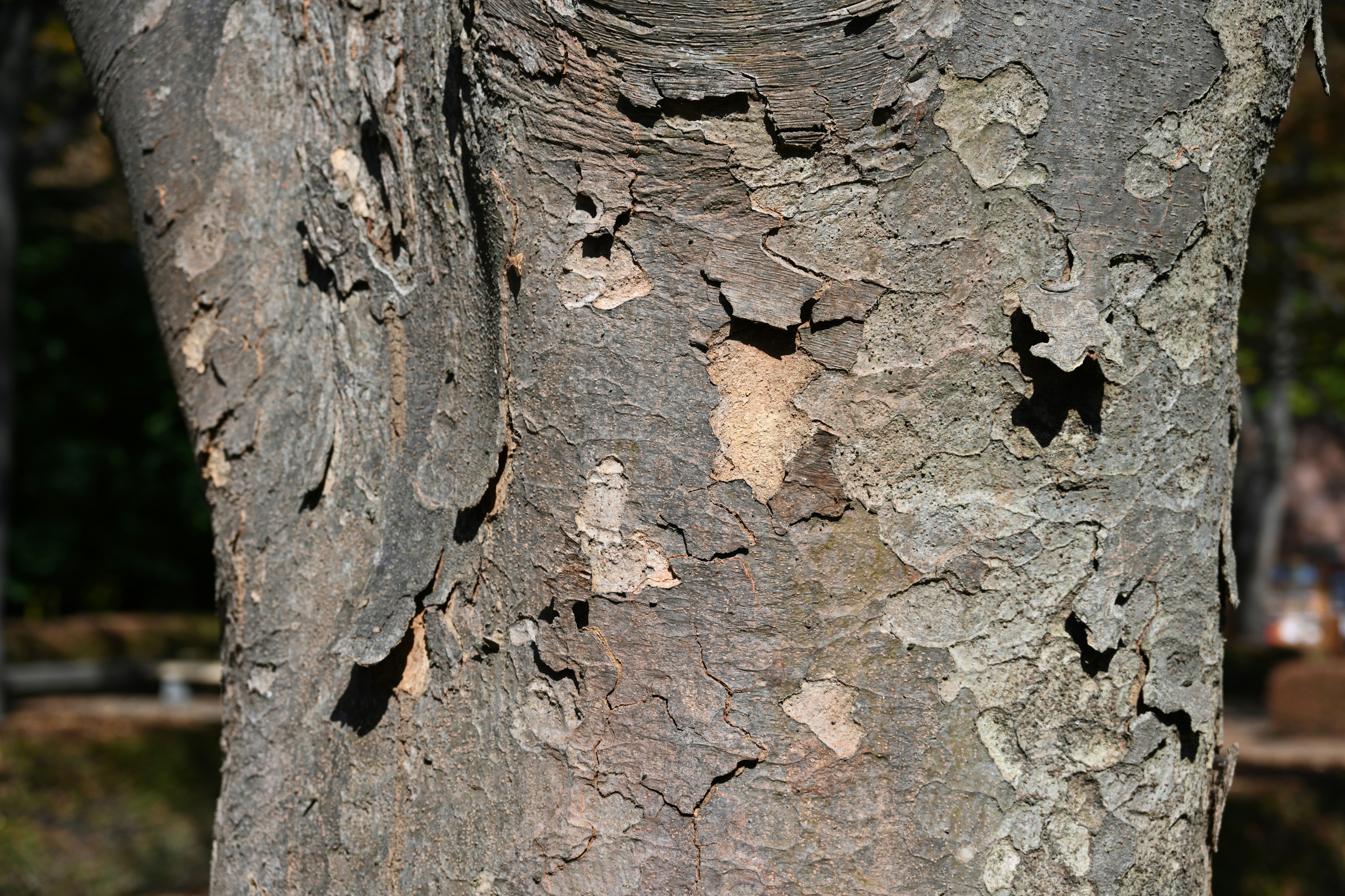 Close-up of a tree trunk showing detailed texture and peeling bark