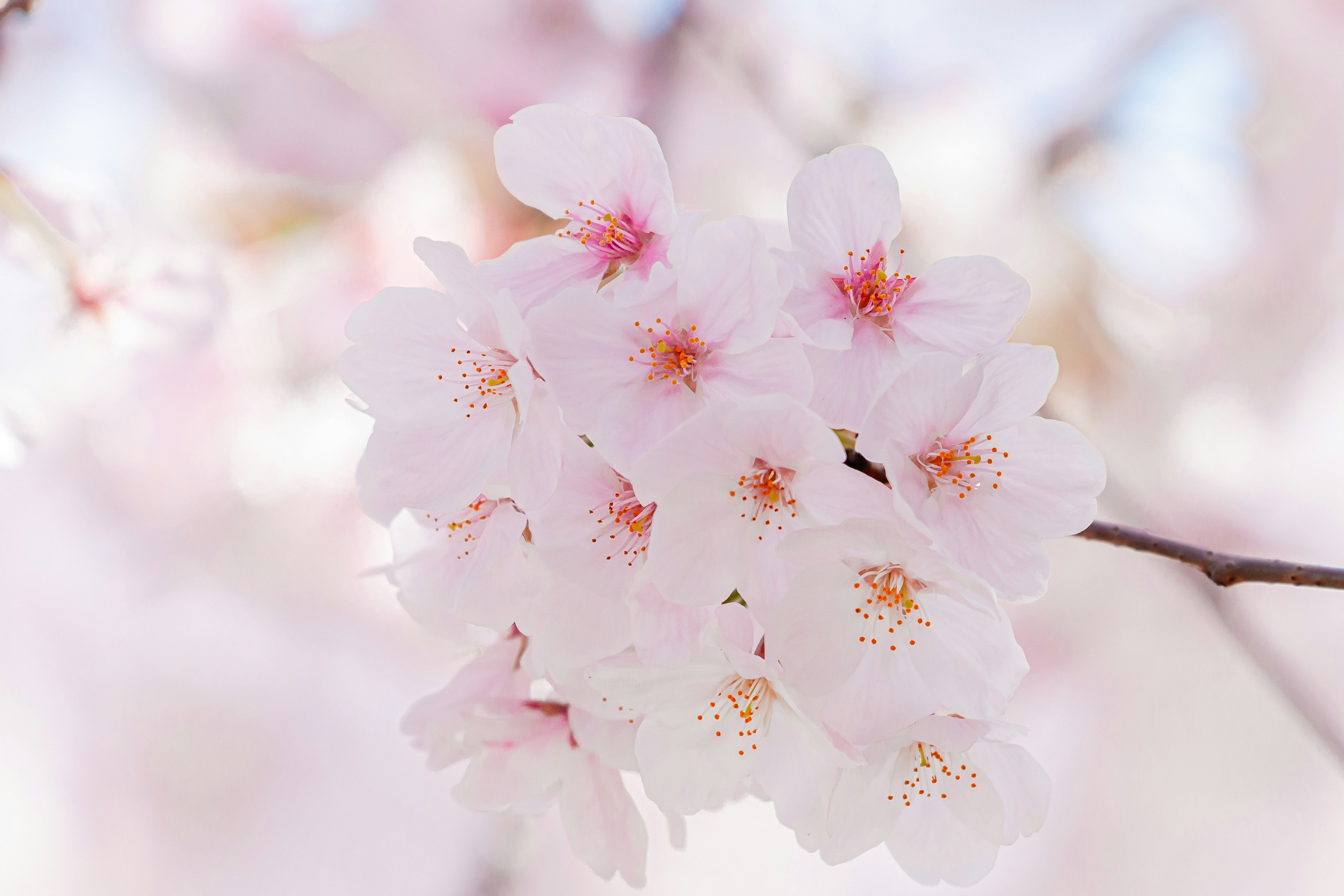 桜の花が淡いピンク色で咲いている美しい写真