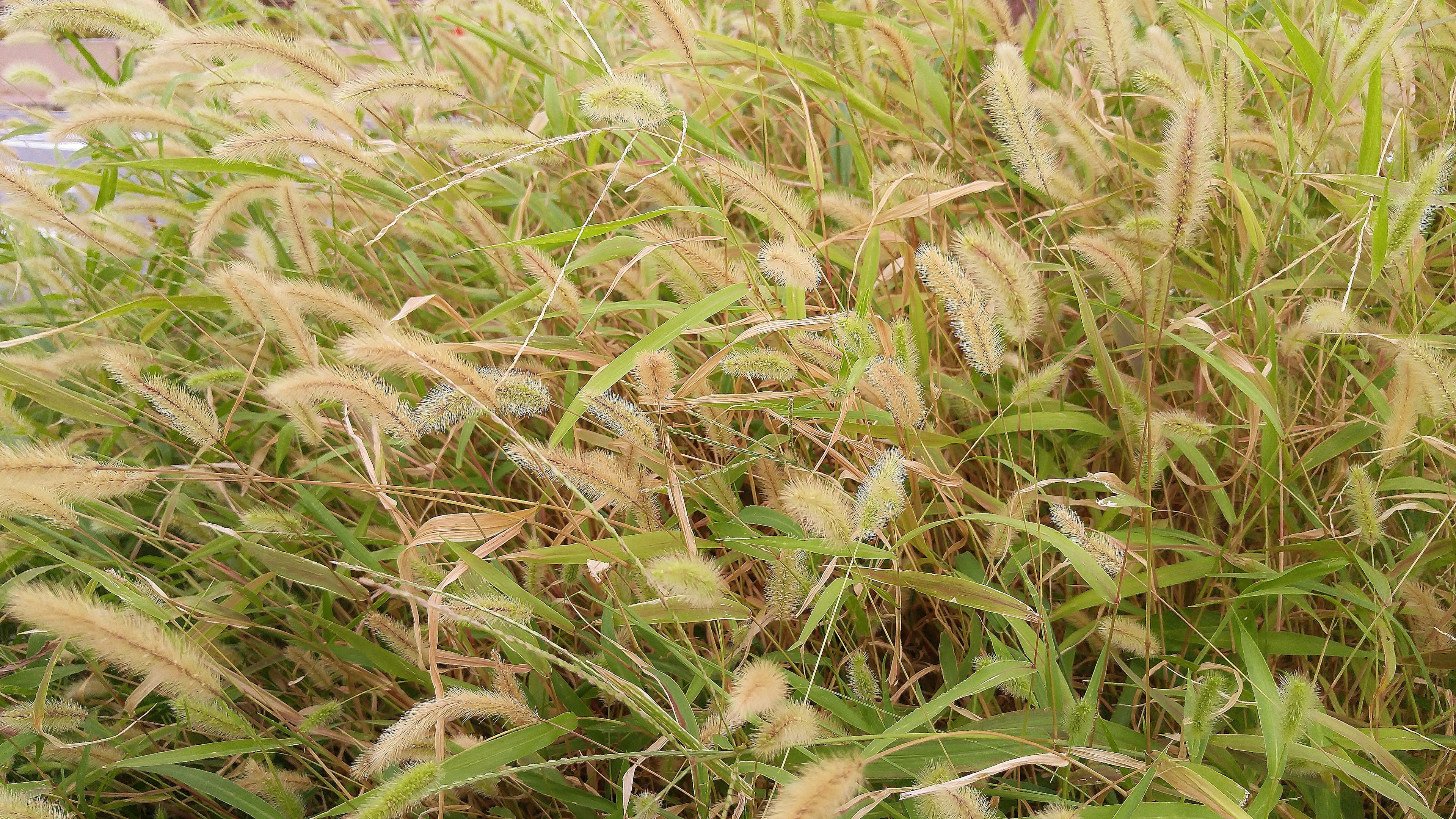 Dense background of light green grass and seed heads