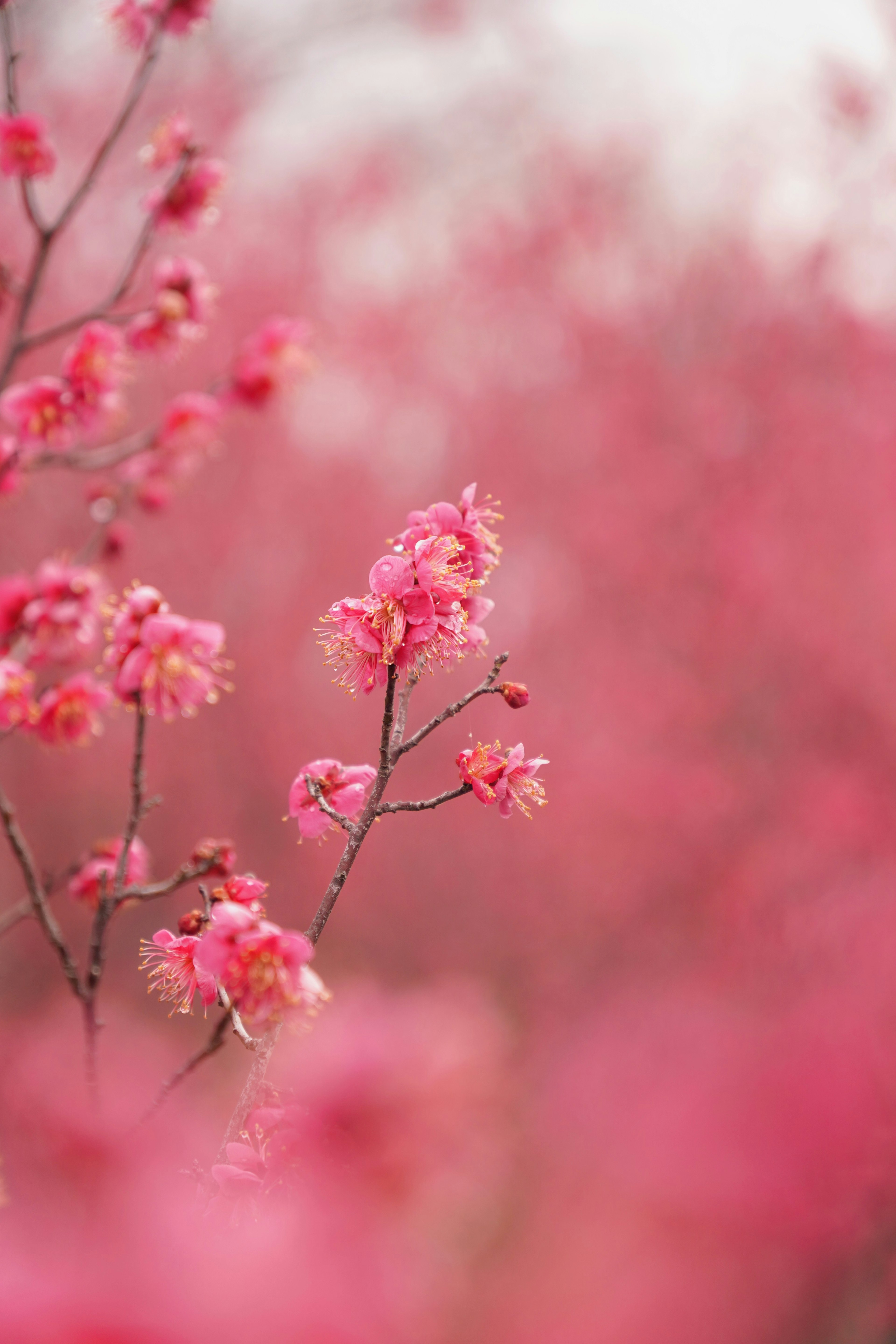 Nahaufnahme eines Zweigs mit hellrosa Blüten verschwommene rosa Blüten im Hintergrund