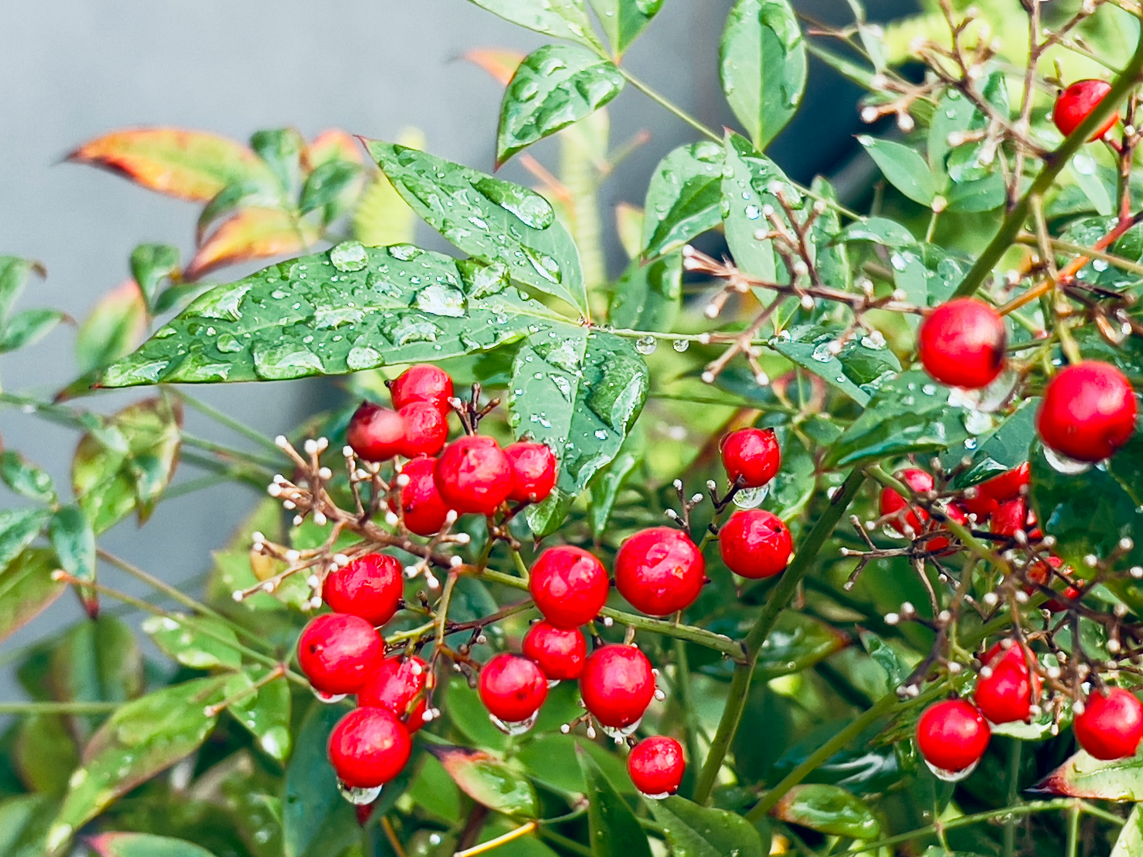 赤い実と緑の葉を持つ植物のクローズアップ