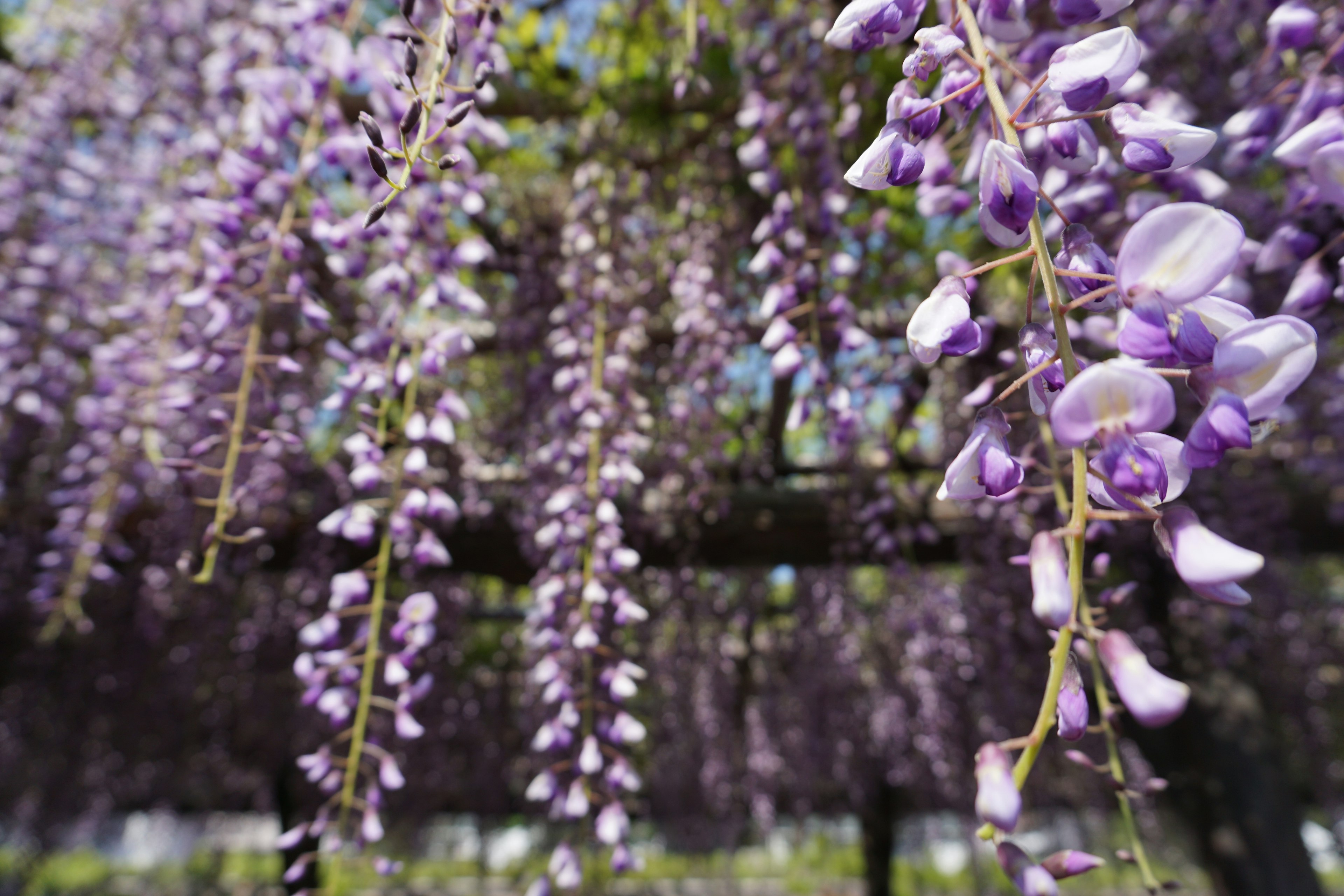 Vue magnifique de fleurs de wisteria en cascade