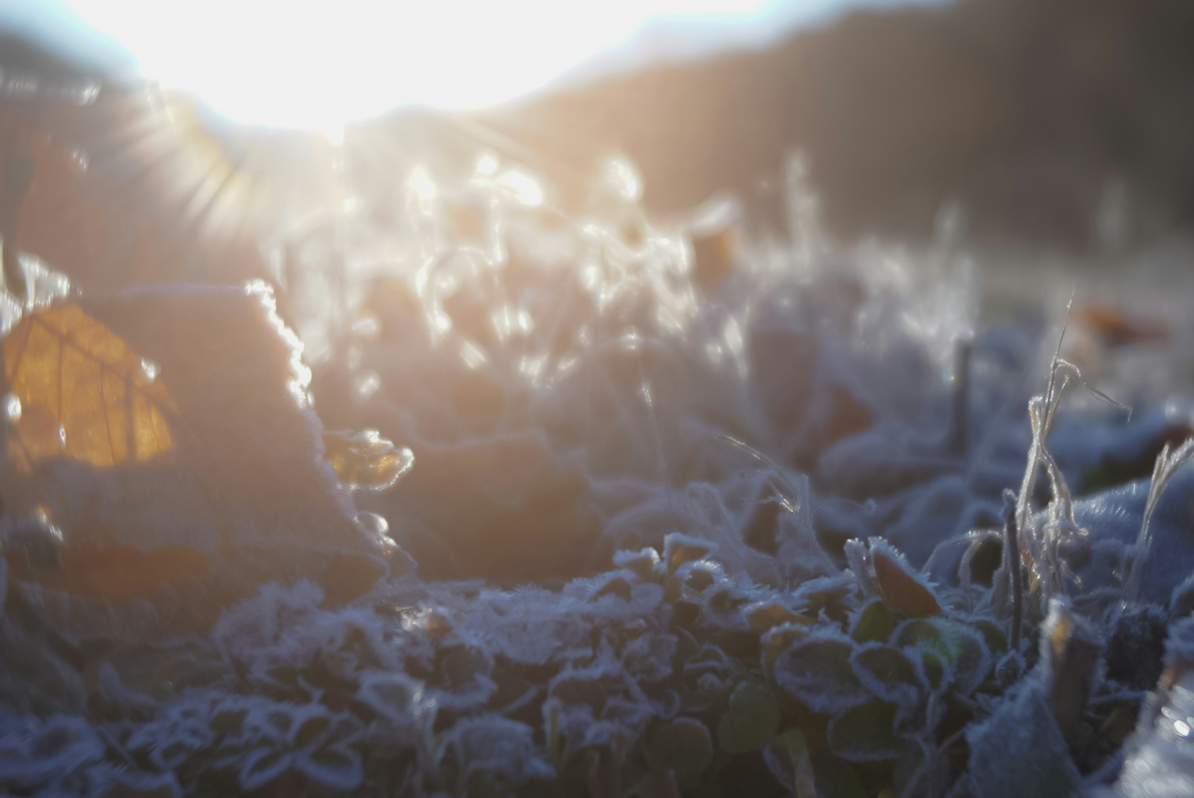 Gros plan sur de l'herbe et des feuilles givrées scintillant sous la lumière d'hiver