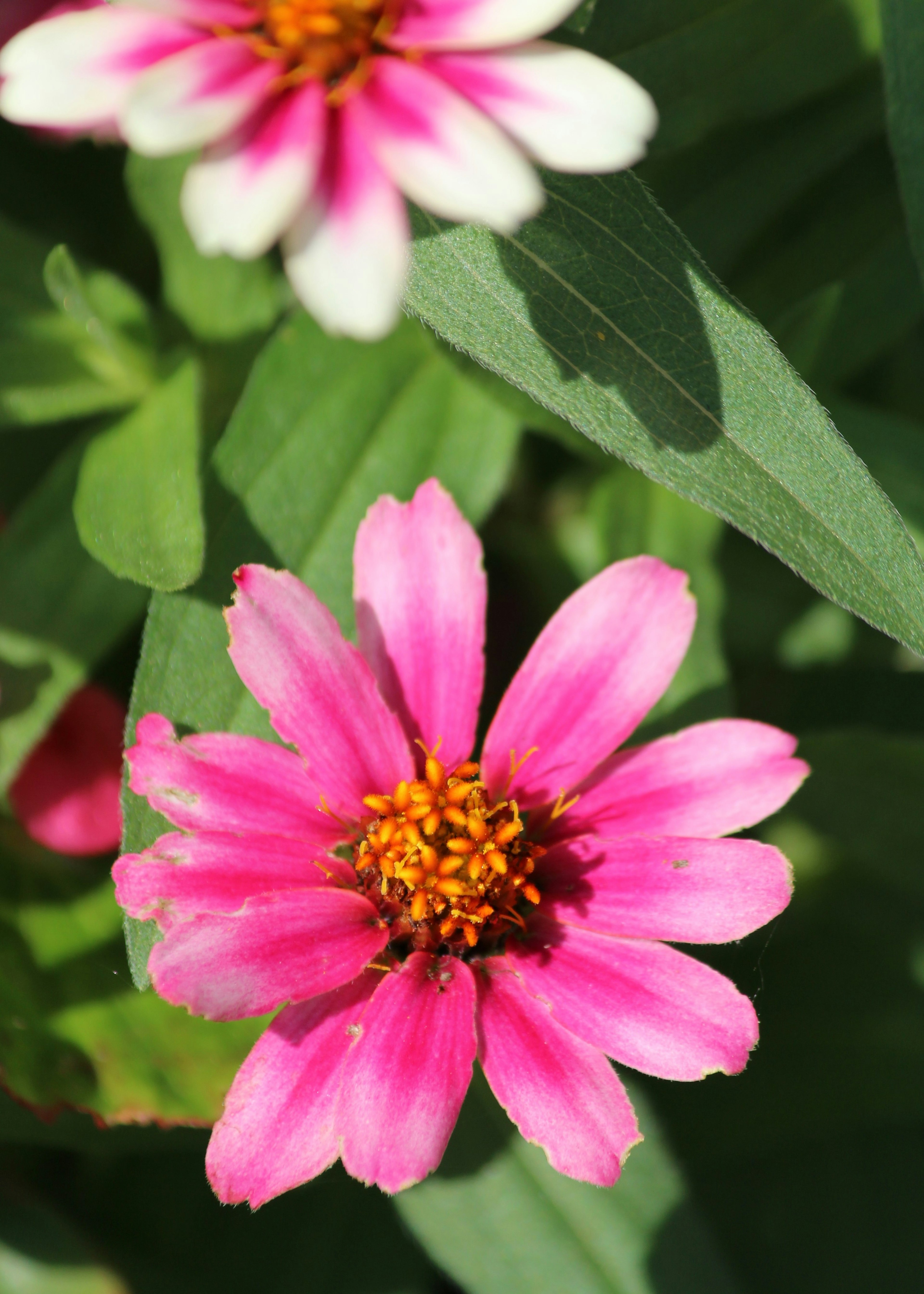 Vibrant pink flower with yellow center surrounded by green leaves