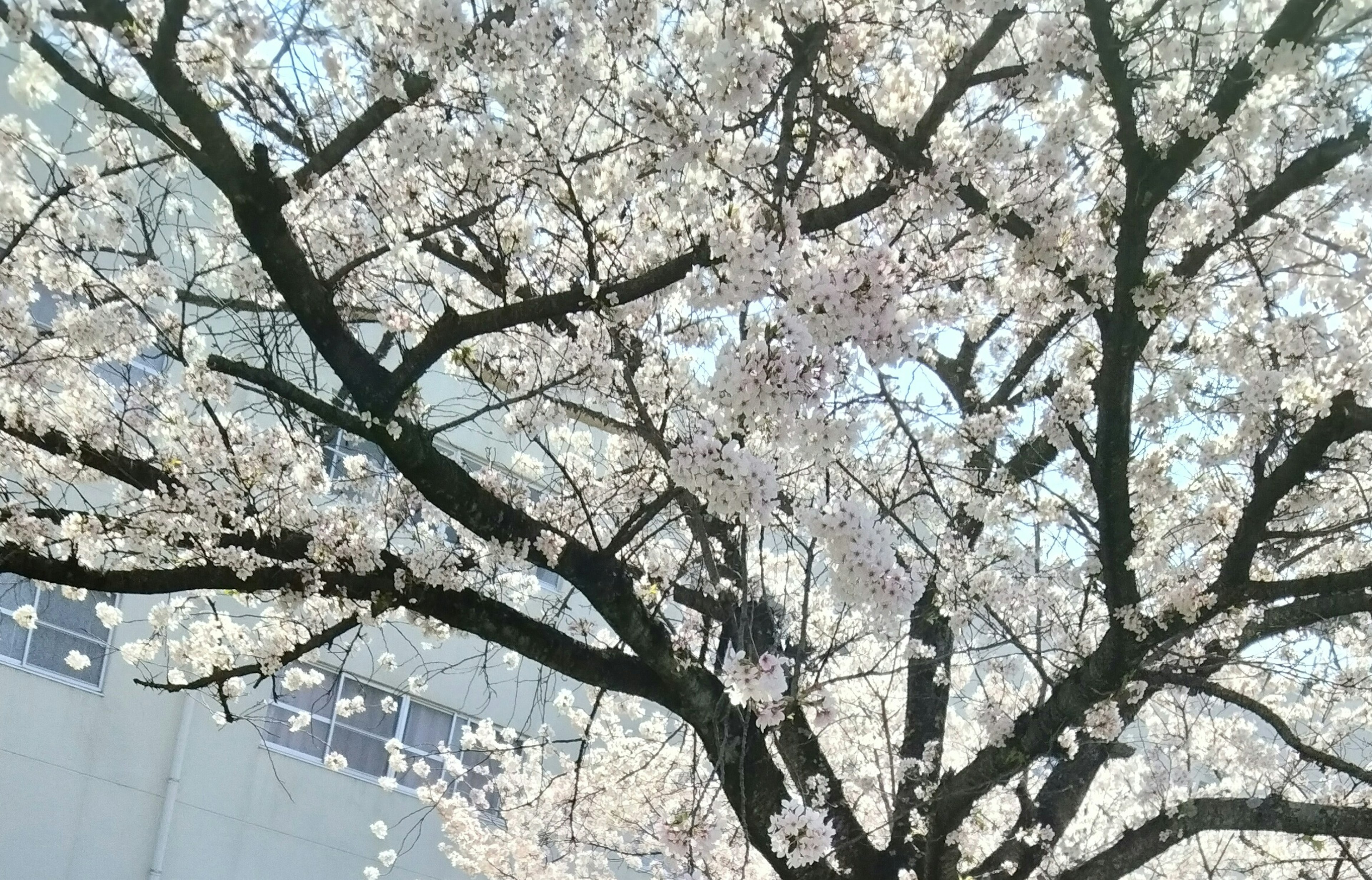 櫻花樹的特寫，粉紅色花朵與建築背景