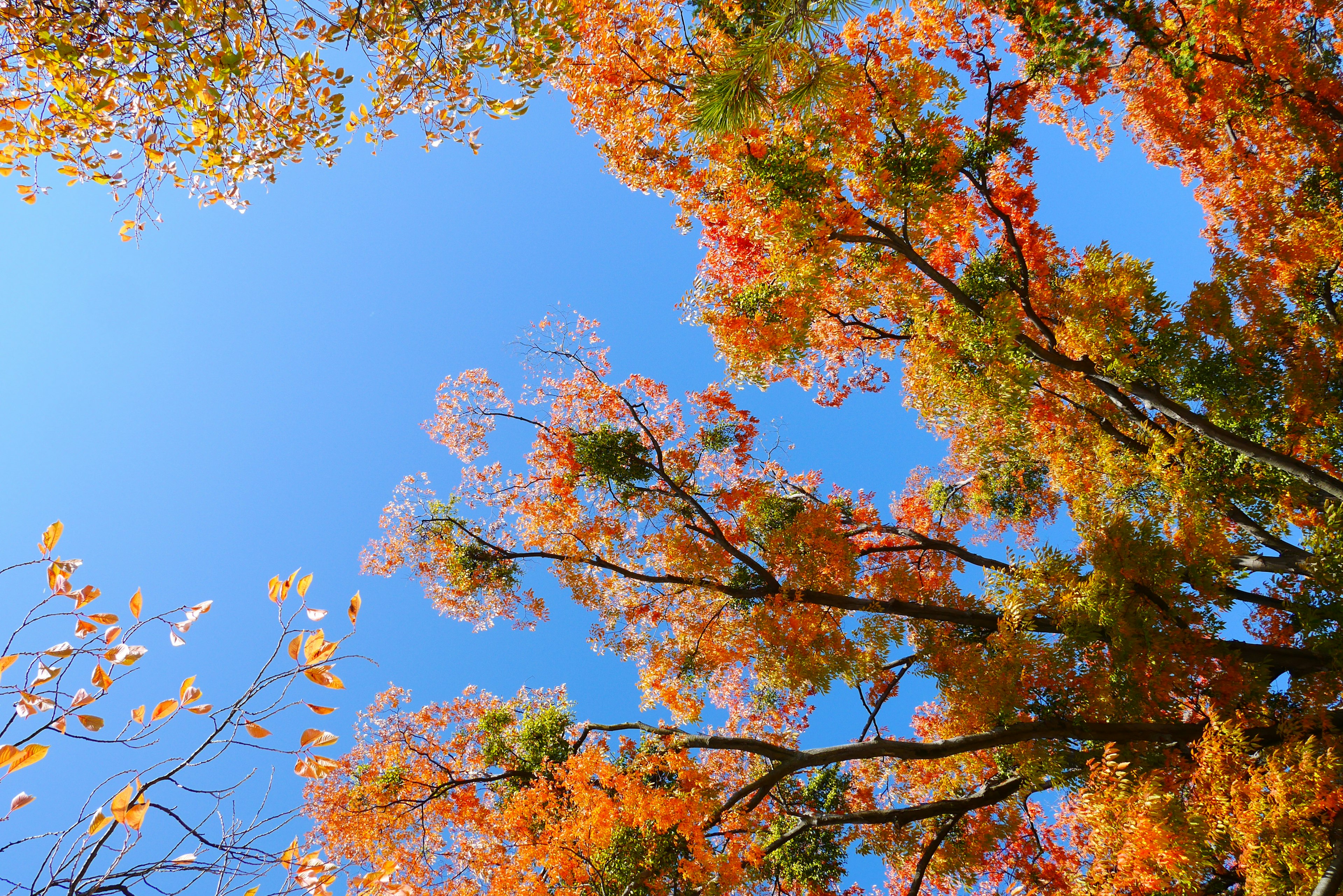 Vue de feuilles d'automne vibrantes contre un ciel bleu clair