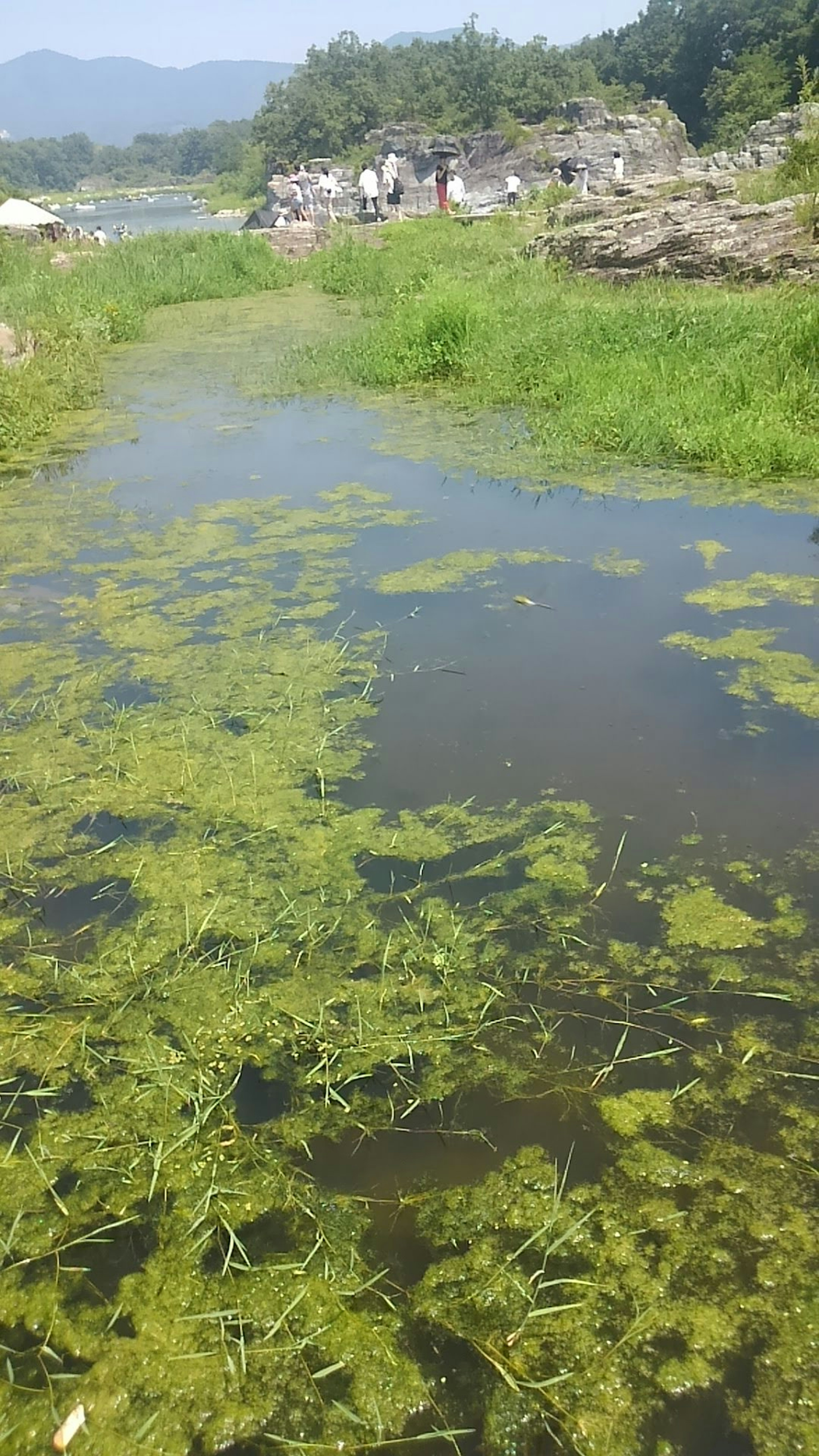 緑色の水草が生い茂る水路の風景