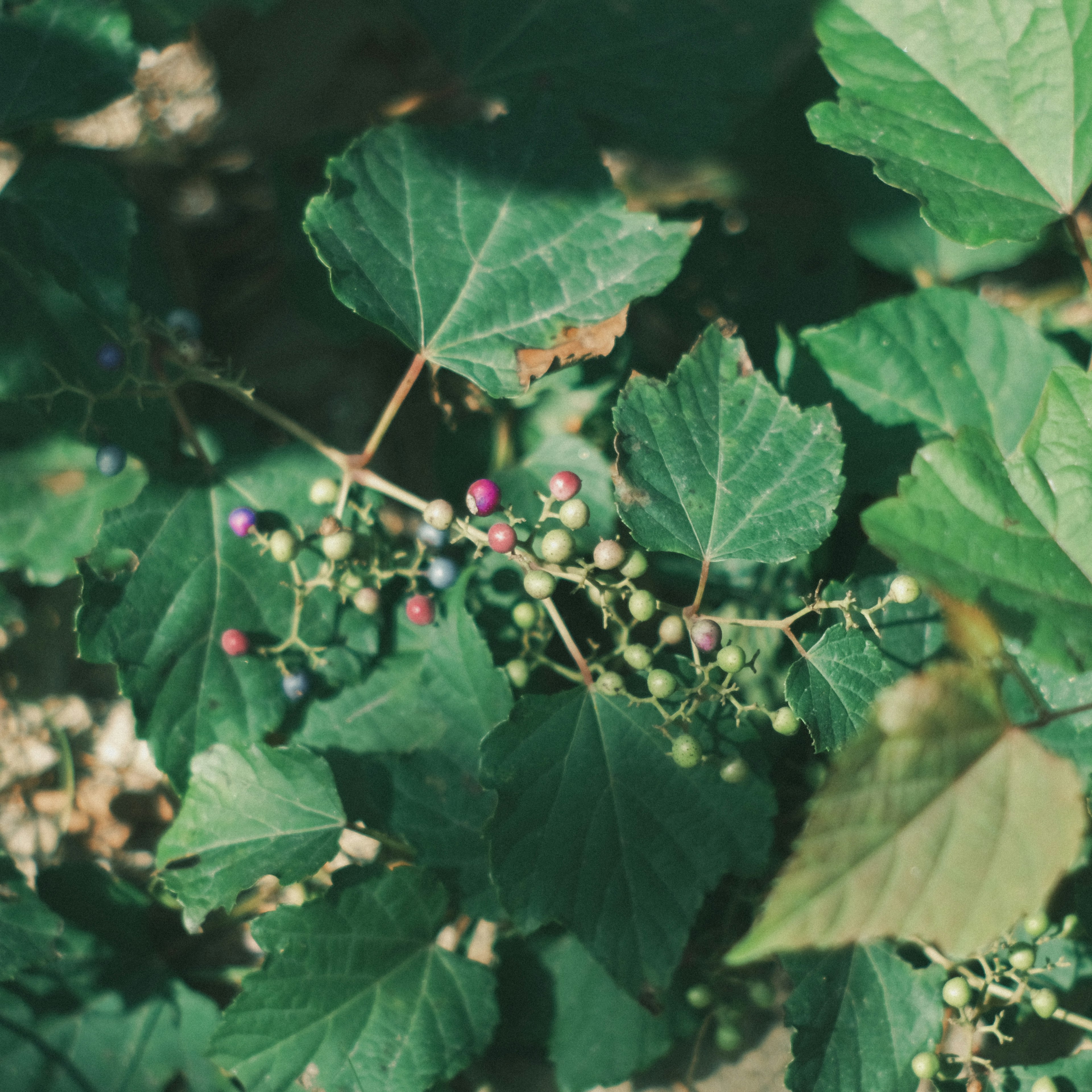 Close-up of green leaves with colorful berries intertwined